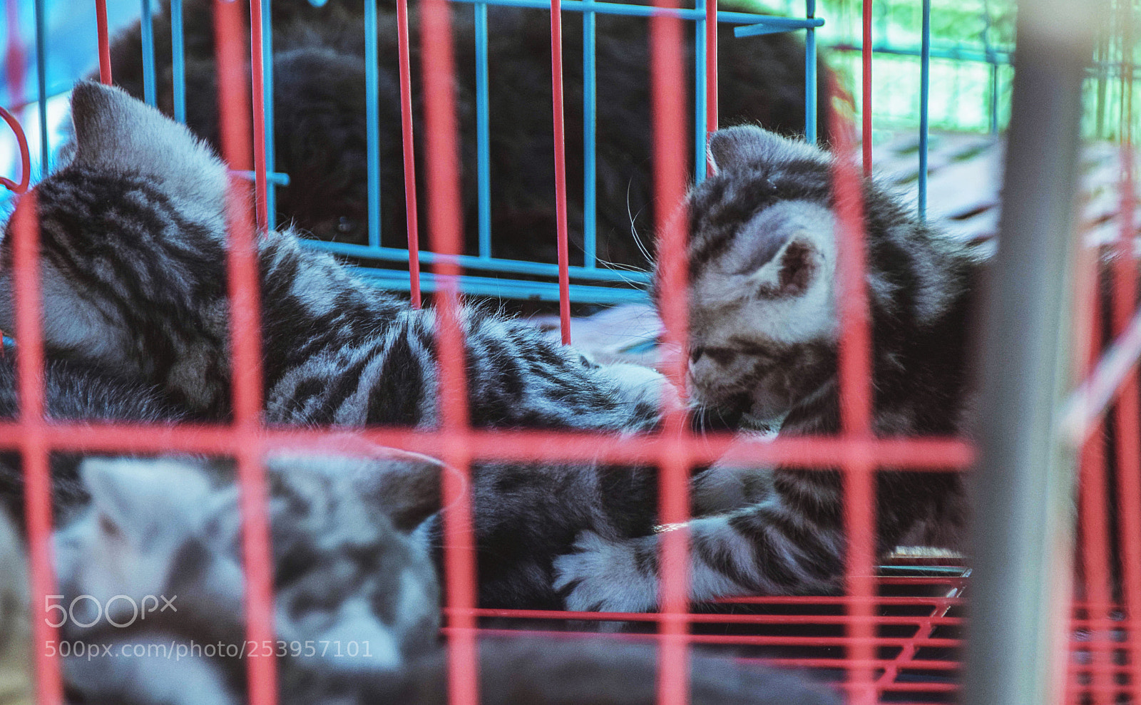 Nikon D5300 sample photo. 奶猫 photography