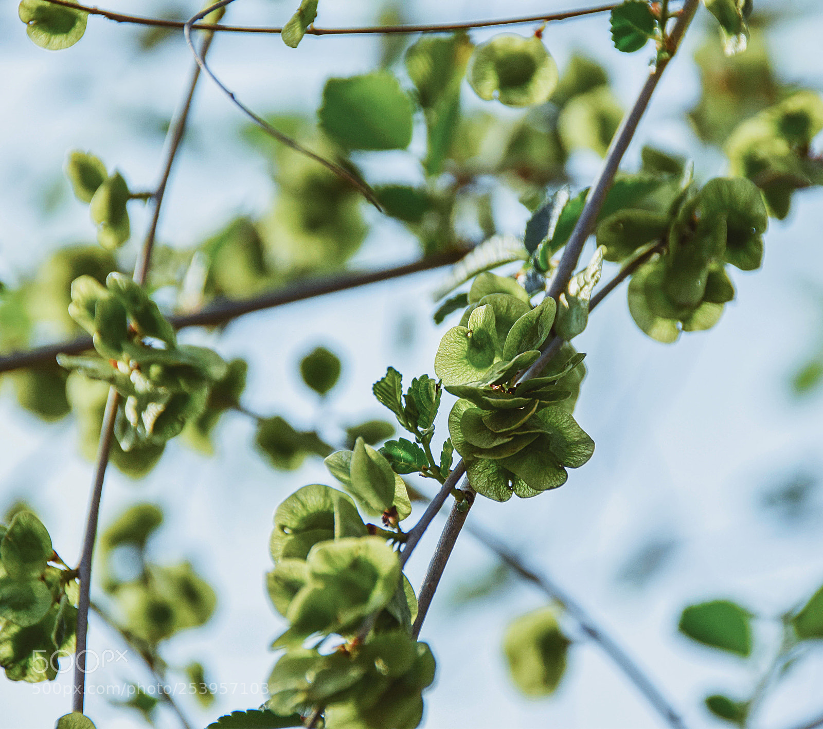 Nikon D5300 sample photo. 榆钱 photography