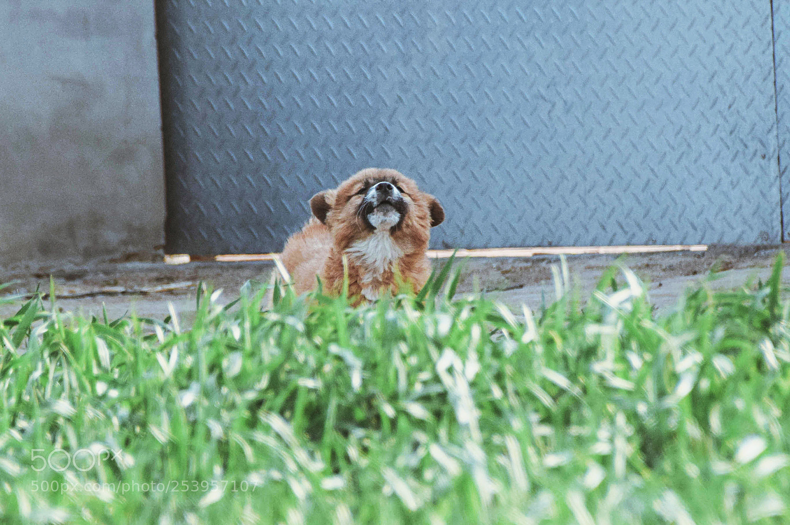 Nikon D5300 sample photo. 超凶！ photography