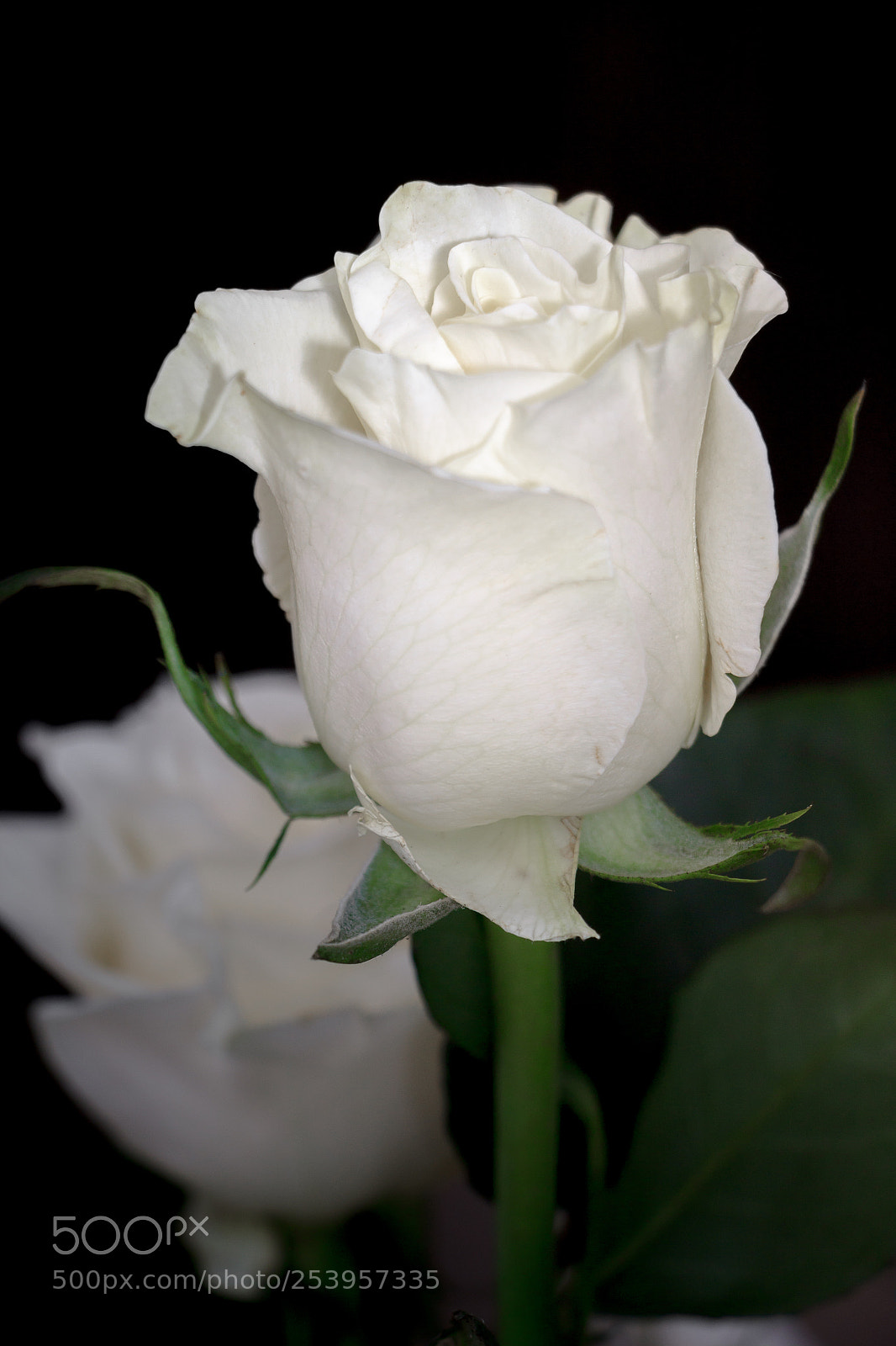 Canon EOS 1200D (EOS Rebel T5 / EOS Kiss X70 / EOS Hi) sample photo. White rose on wedding photography