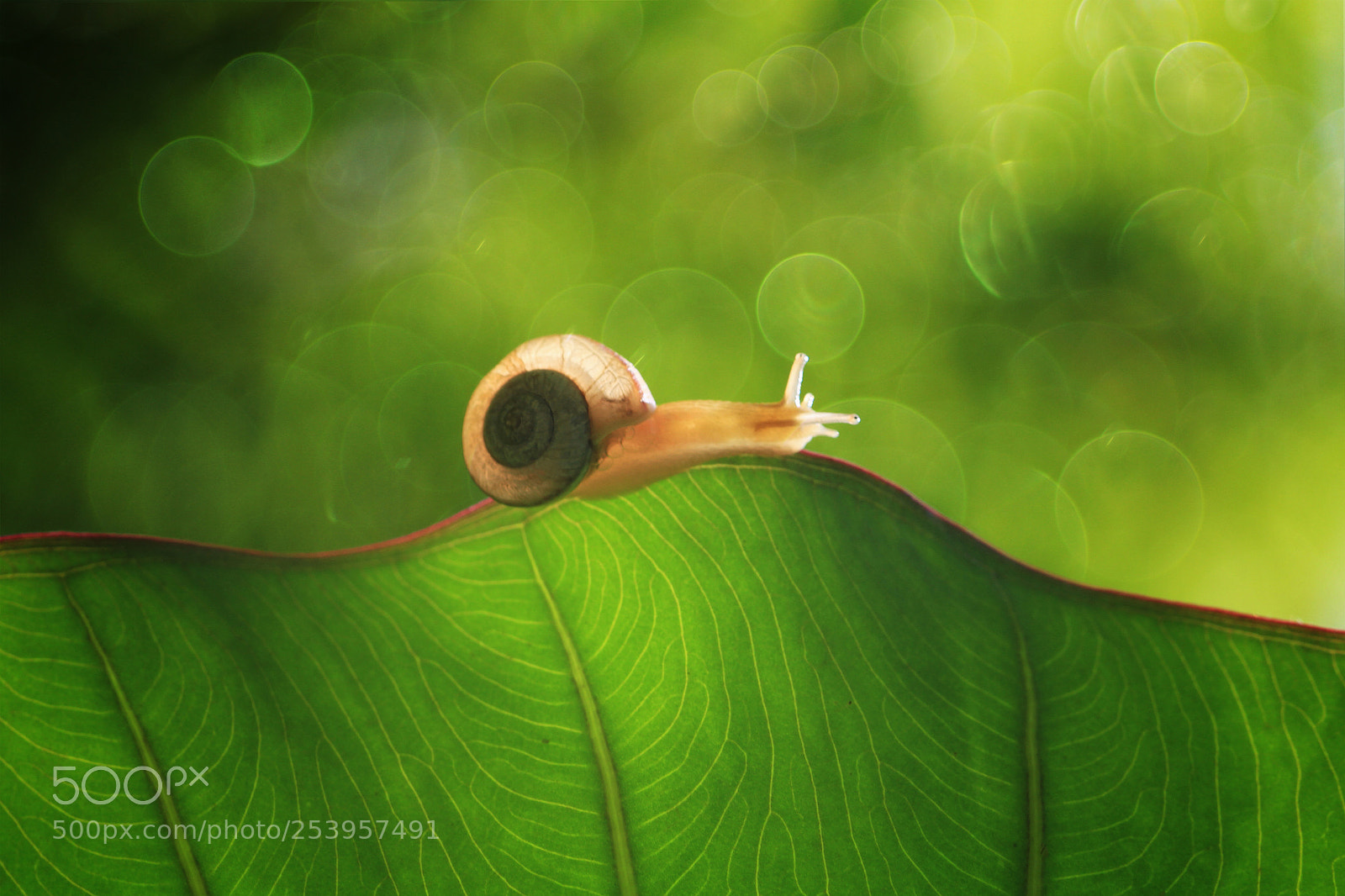 Canon EOS 7D sample photo. Snail photography