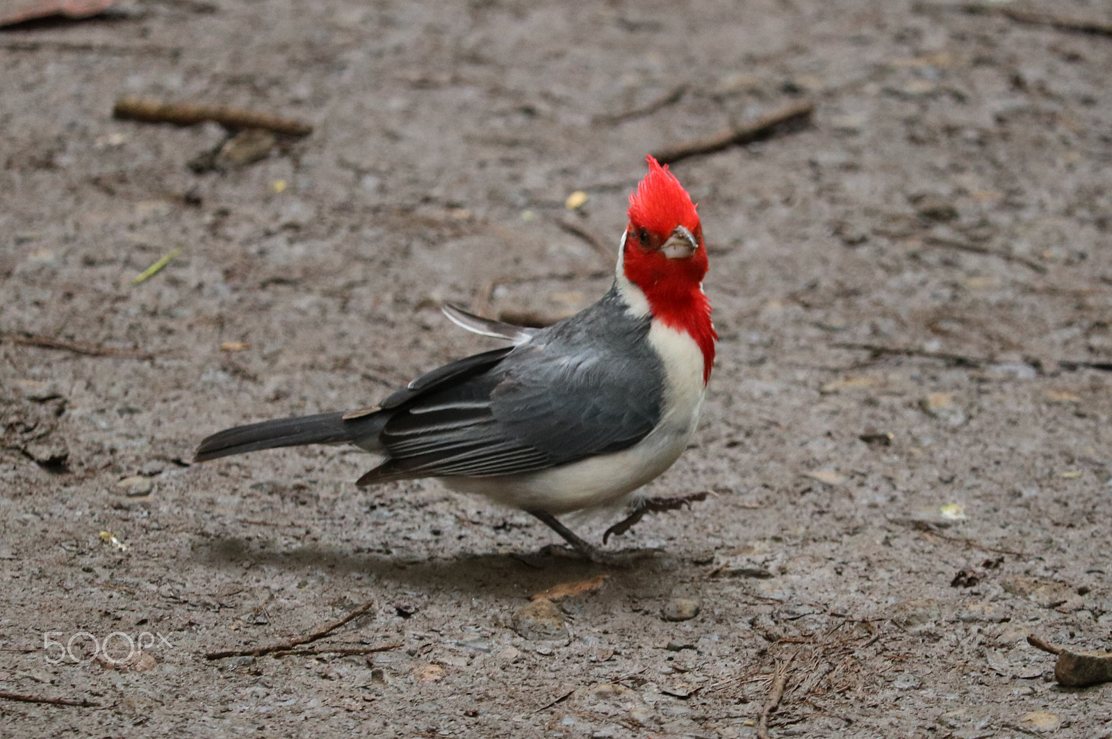 Canon EF-S 55-250mm F4-5.6 IS STM sample photo. Img photography