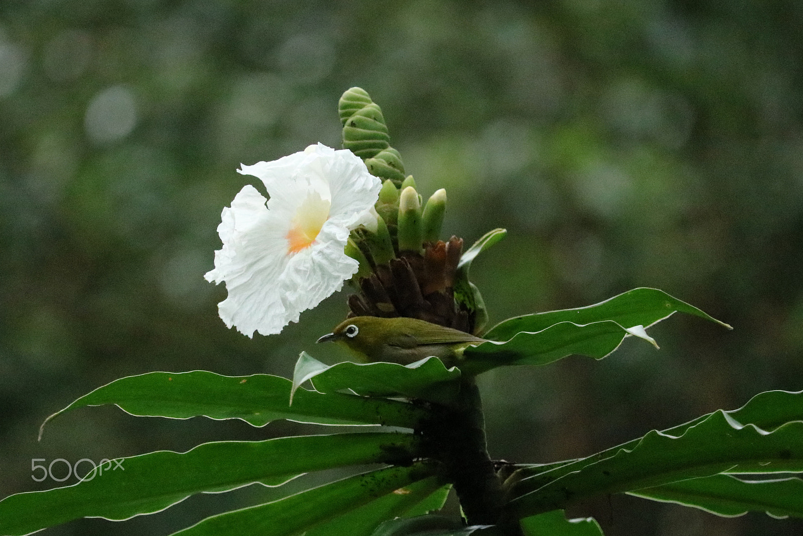 Canon EF-S 55-250mm F4-5.6 IS STM sample photo. Img photography