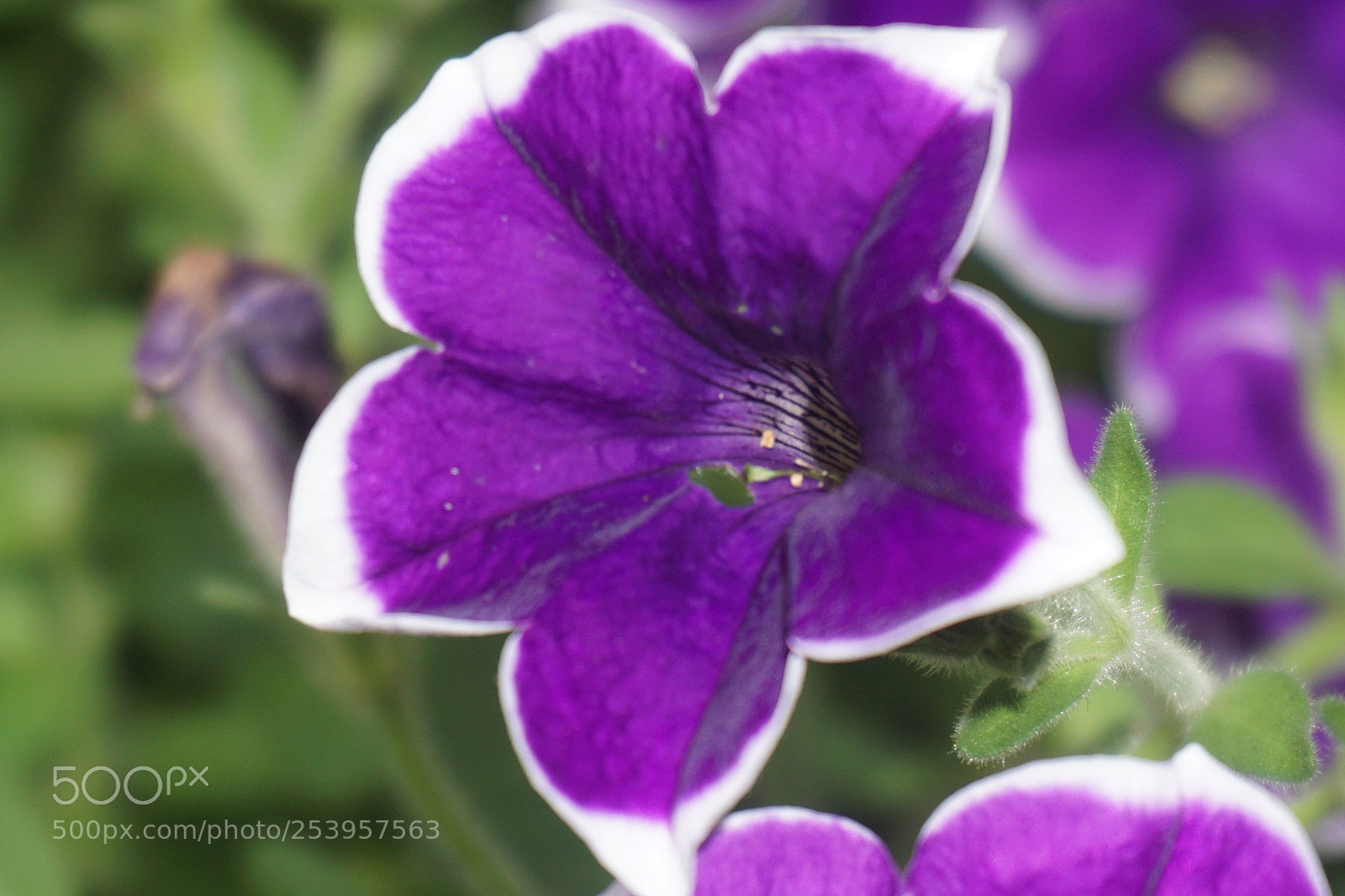 Sony a6000 sample photo. Flower photography