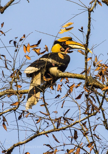 Canon EOS 1200D (EOS Rebel T5 / EOS Kiss X70 / EOS Hi) sample photo. Great hornbill  photography
