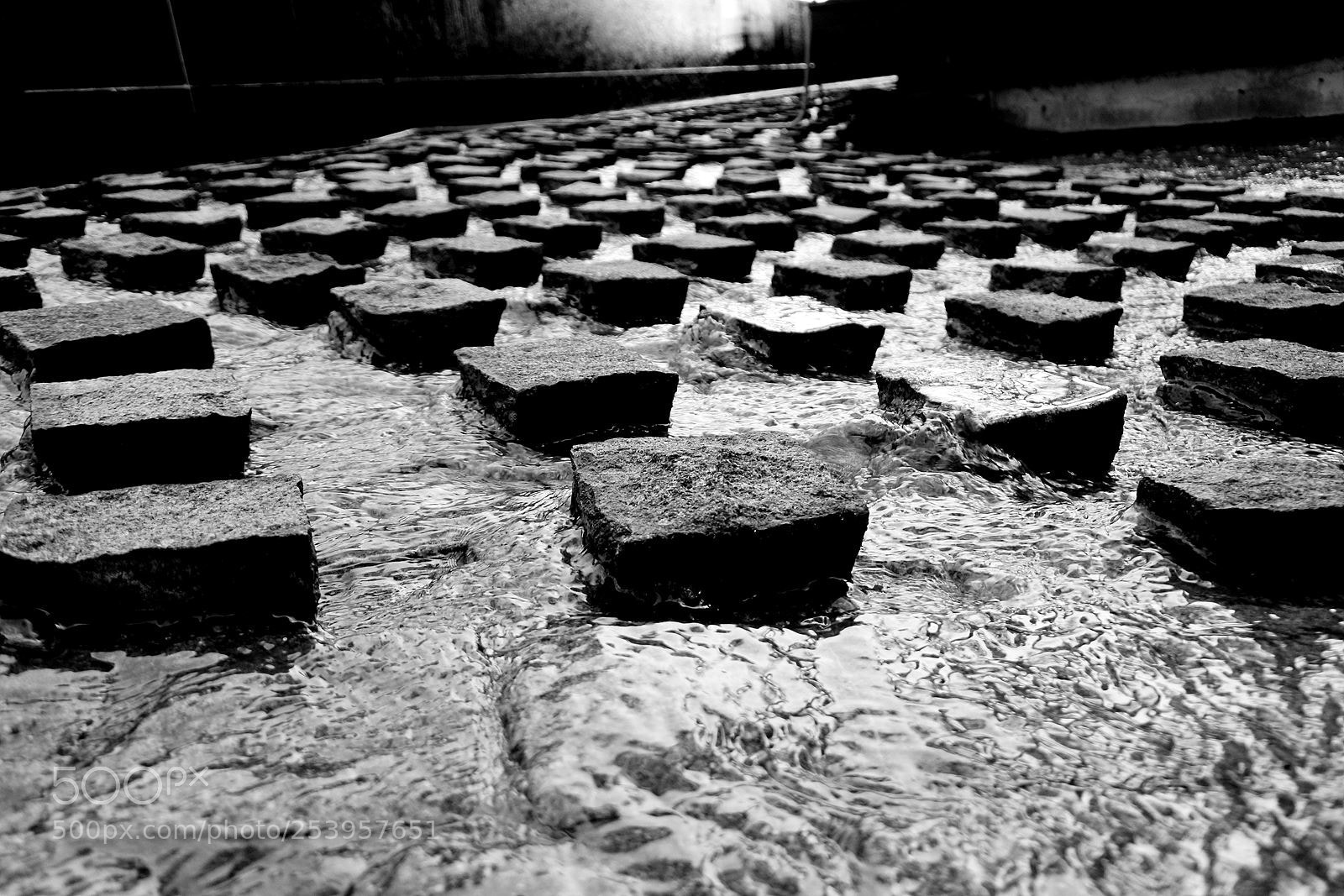 Nikon 1 J5 sample photo. Untitled photography