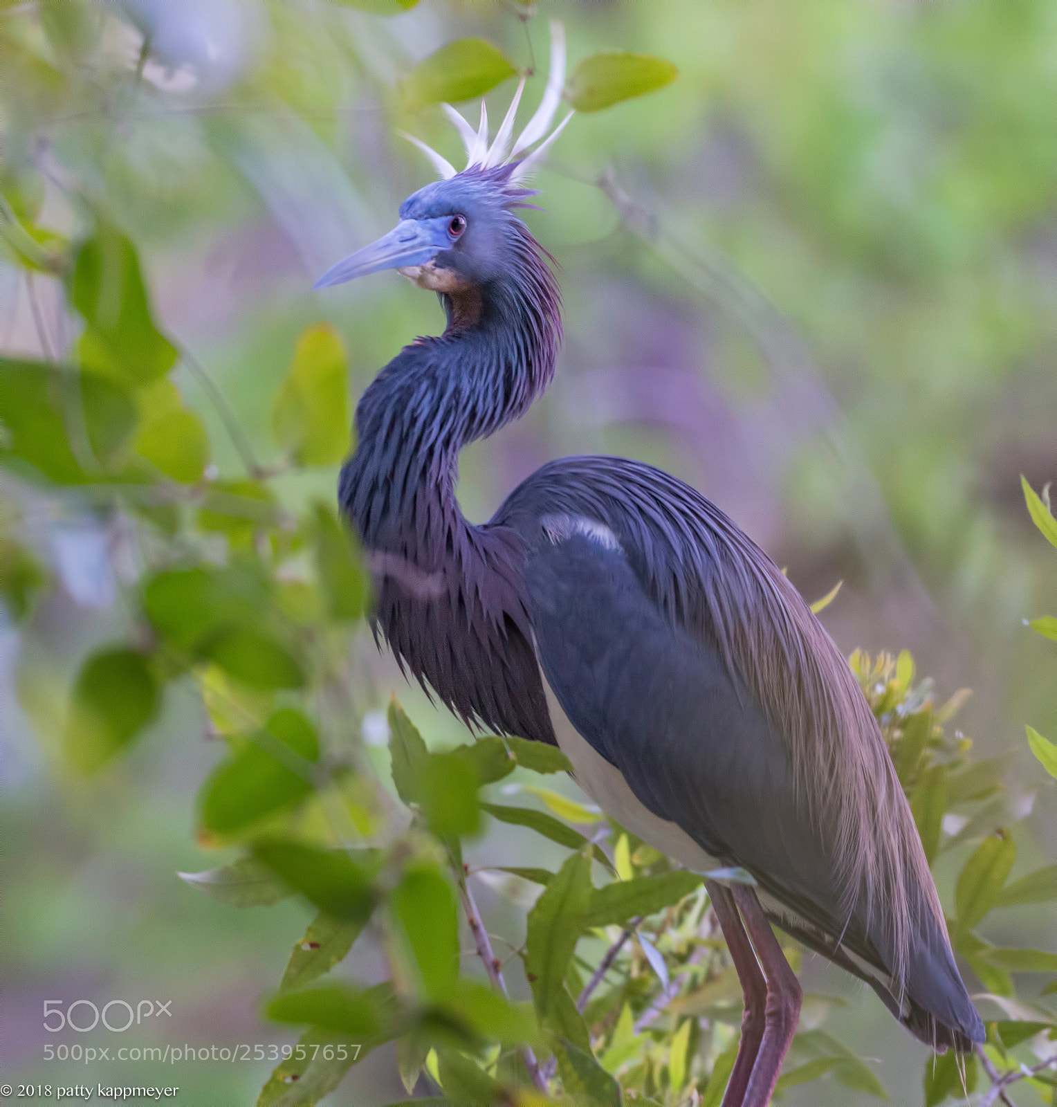 Nikon D7200 sample photo. Tri color heron in photography
