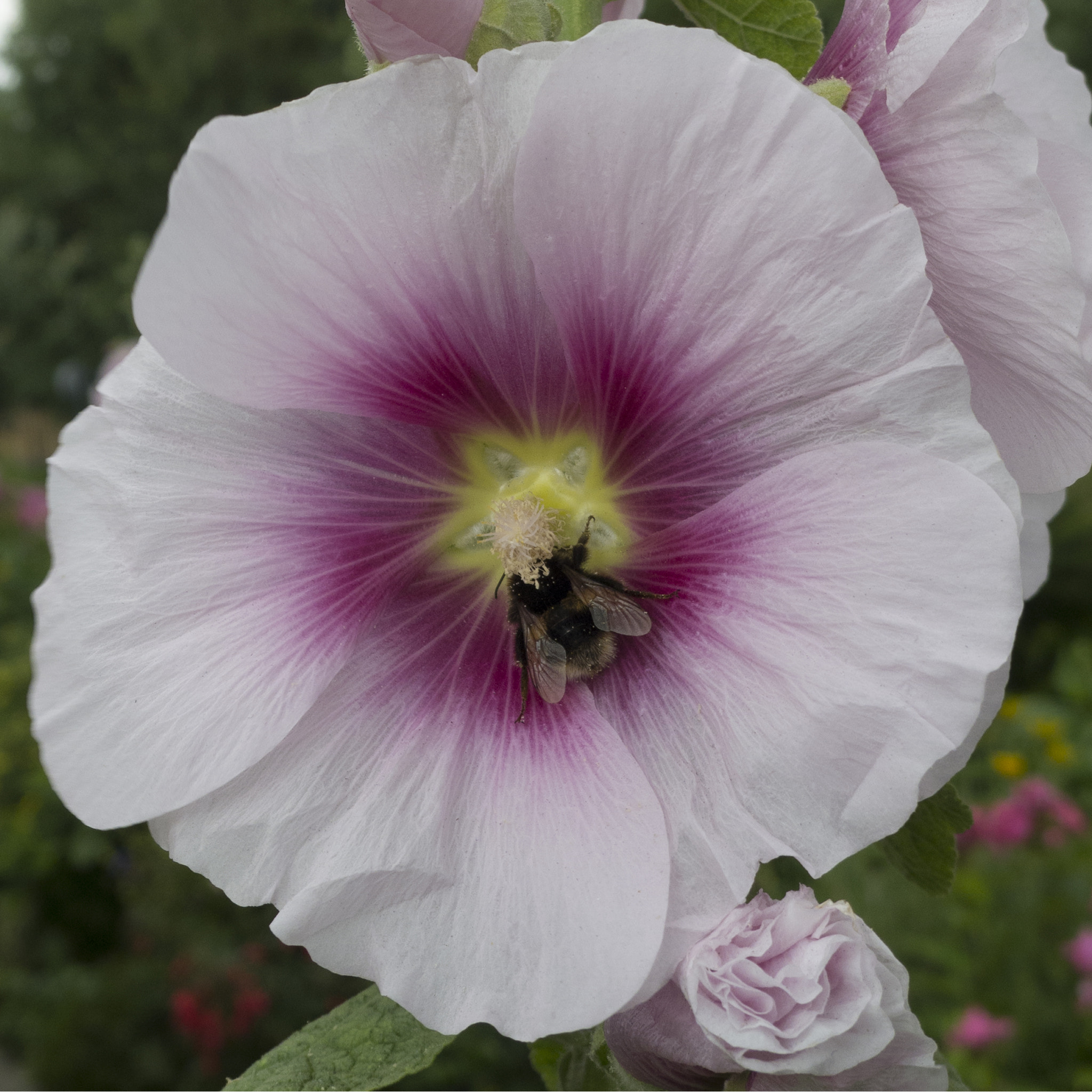 Panasonic Lumix DMC-LX5 sample photo. Bee at work photography