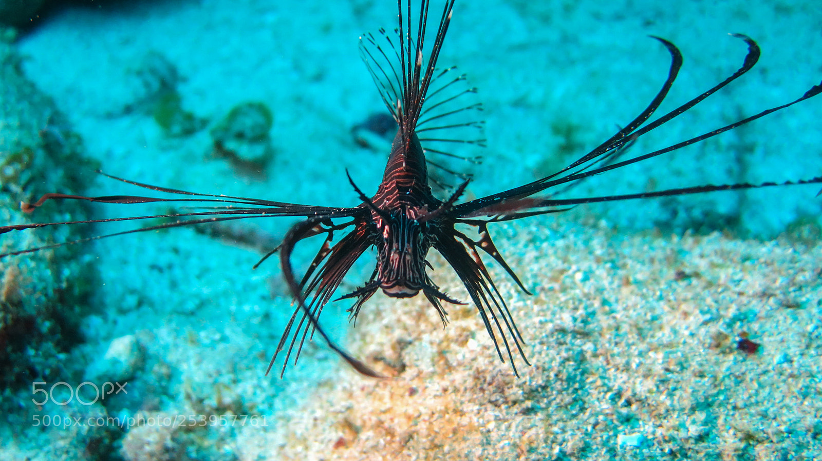 Canon PowerShot G16 sample photo. Red lionfish photography