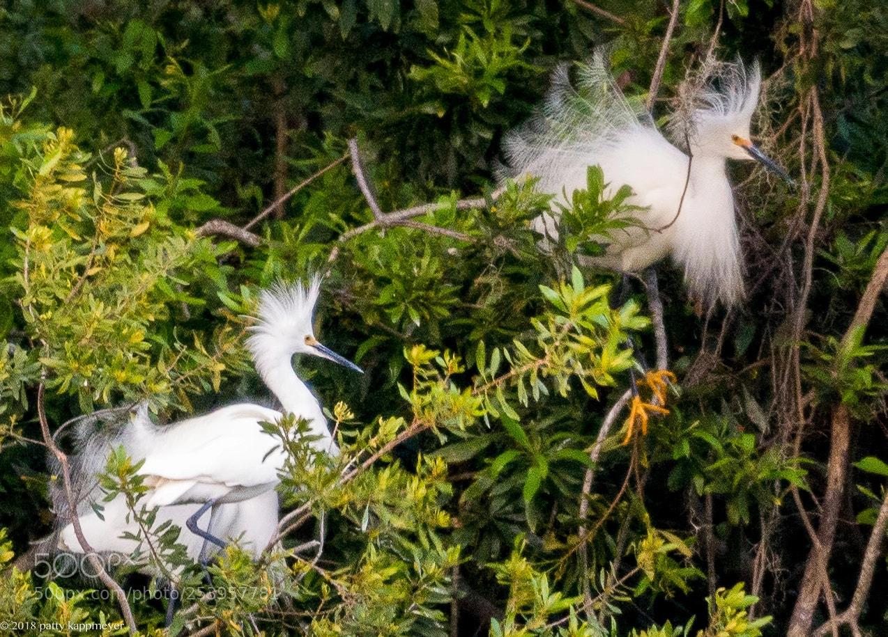 Nikon D7200 sample photo. Snowy egrets in breeding photography