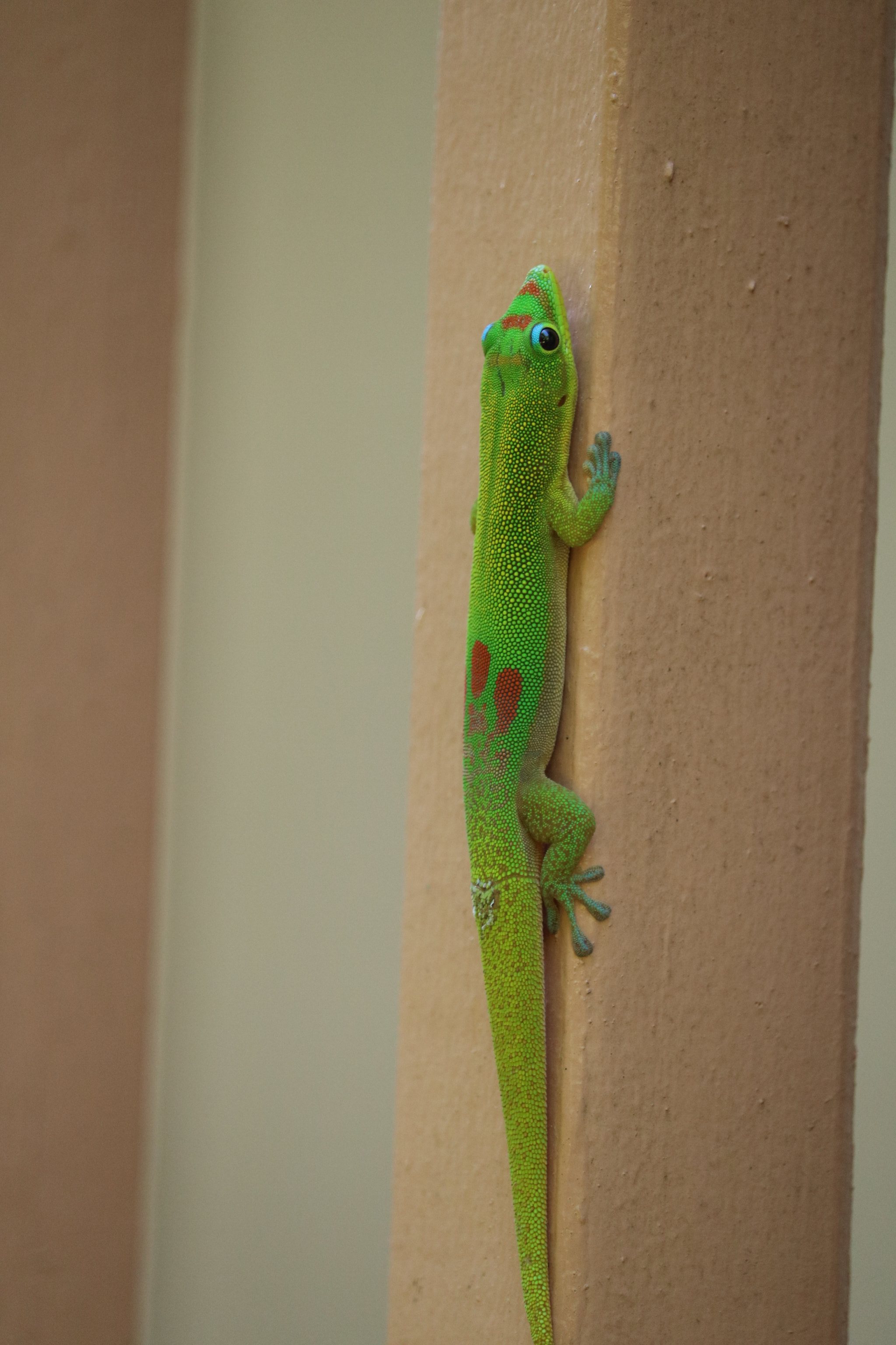 Canon EF-S 55-250mm F4-5.6 IS STM sample photo. Img photography