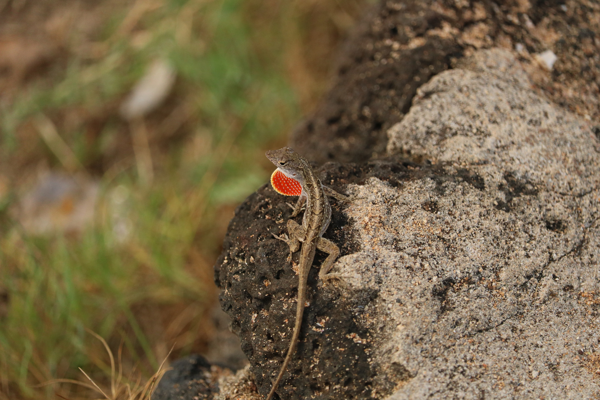 Canon EF-S 55-250mm F4-5.6 IS STM sample photo. Img photography