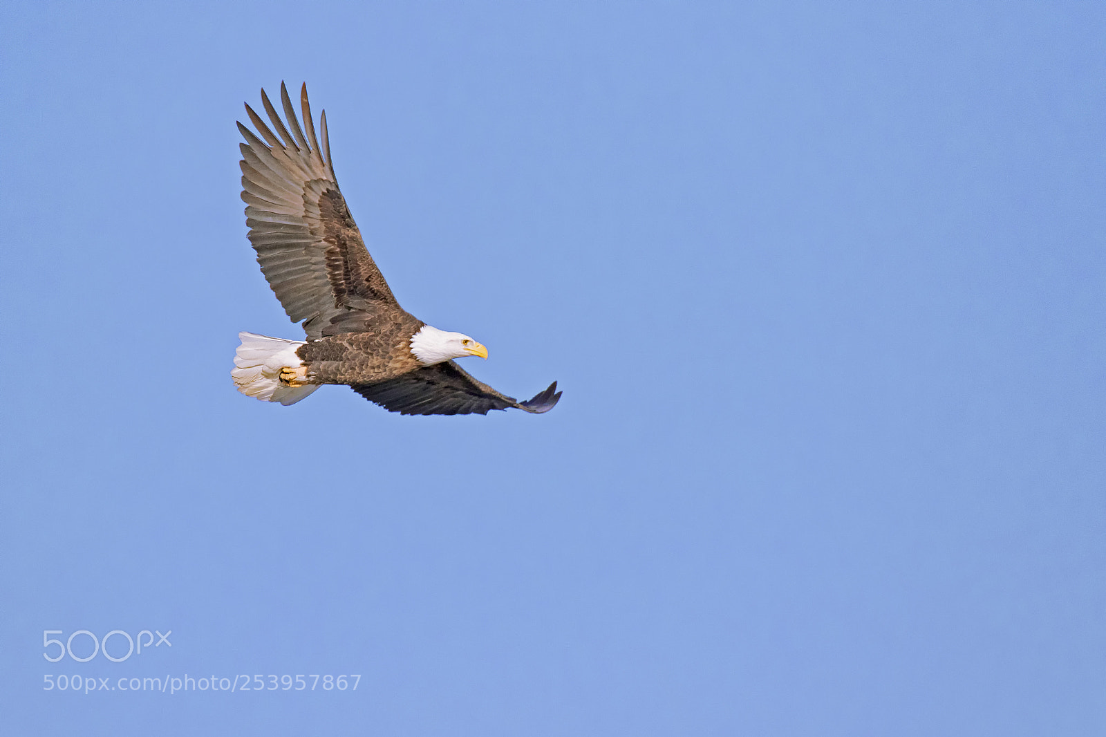 Canon EOS 7D Mark II sample photo. Bald eagle flying high photography