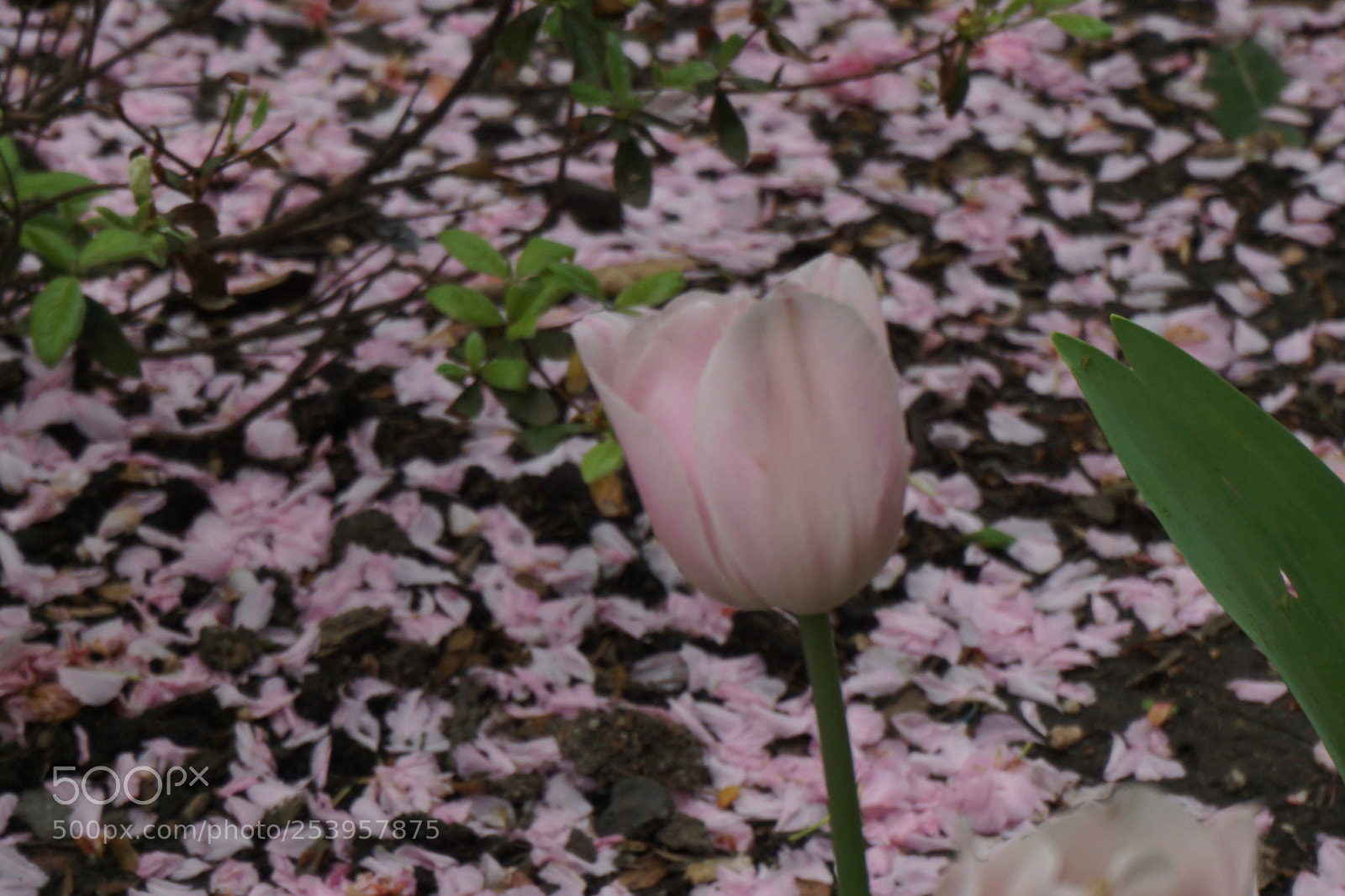 Sony a6000 sample photo. Frower photography