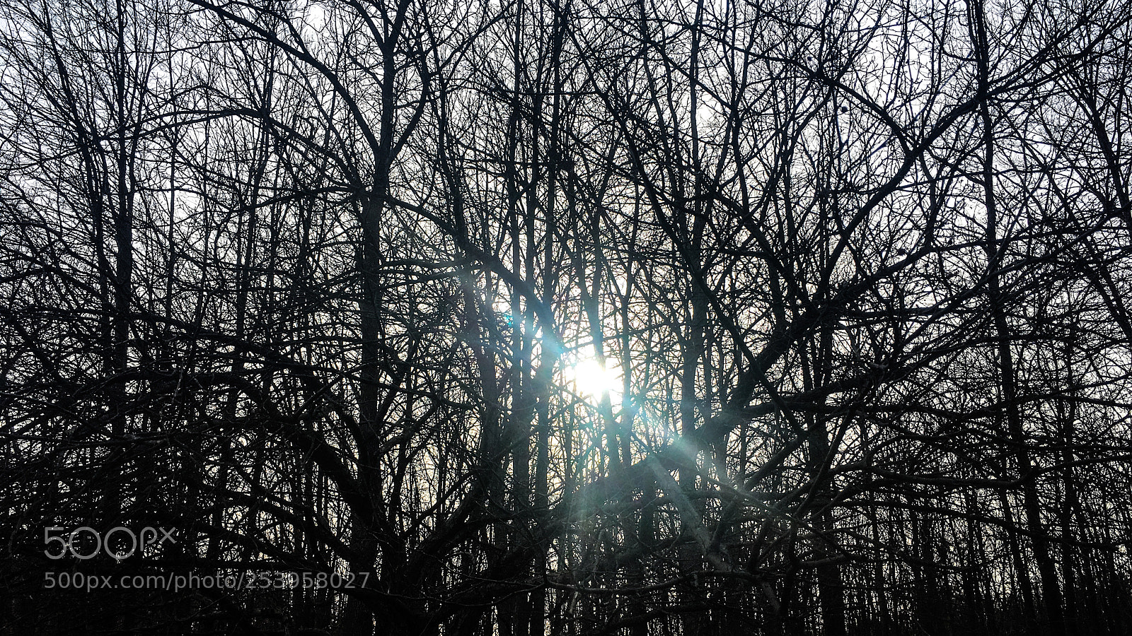 Apple iPhone 6s Plus sample photo. Thru the trees photography