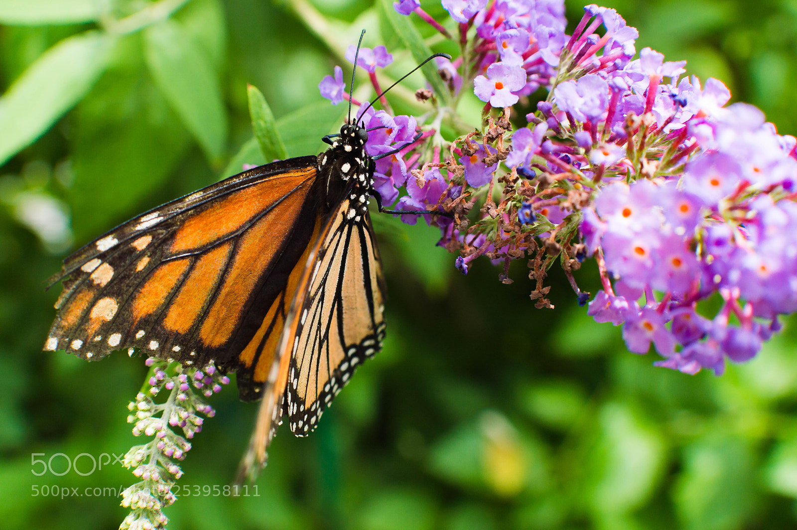 Nikon D3200 sample photo. Colorfull buterfly photography