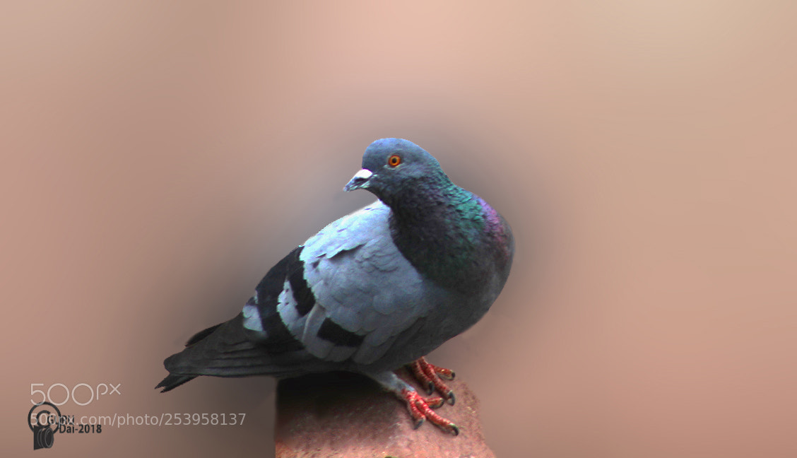 Canon EOS 1300D (EOS Rebel T6 / EOS Kiss X80) sample photo. Pigeon photography