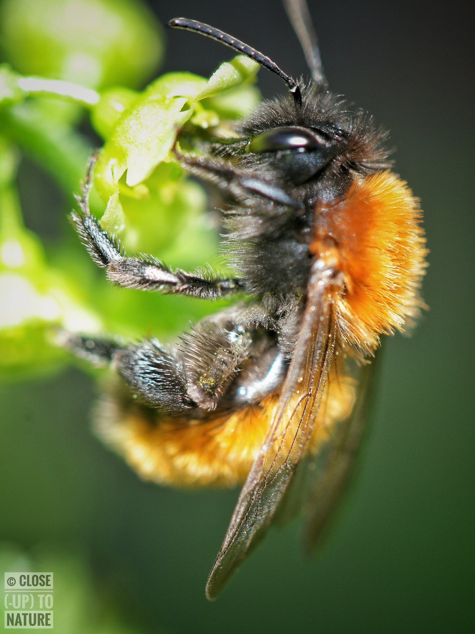 Samsung NX500 sample photo. Andrena fulva (4) photography