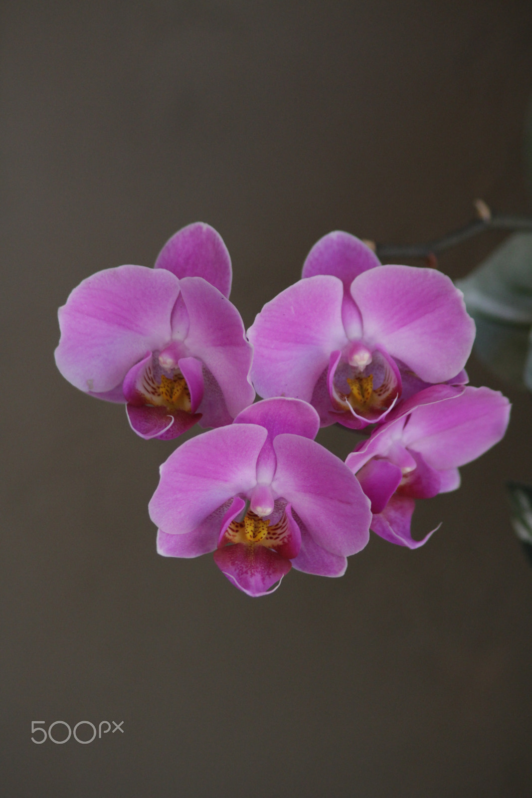 Canon EOS 100D (EOS Rebel SL1 / EOS Kiss X7) sample photo. Smiling orchids photography