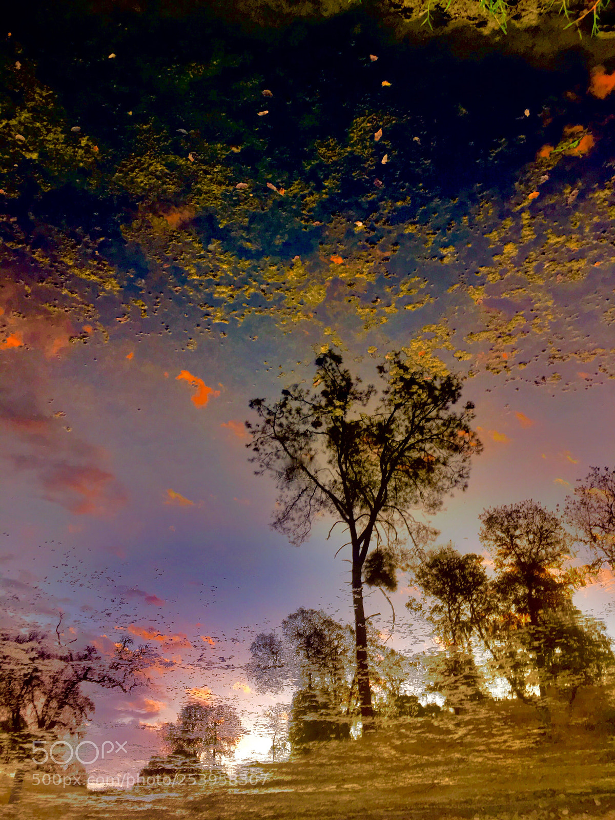 Apple iPhone 6s sample photo. Mossy pond reflection  photography
