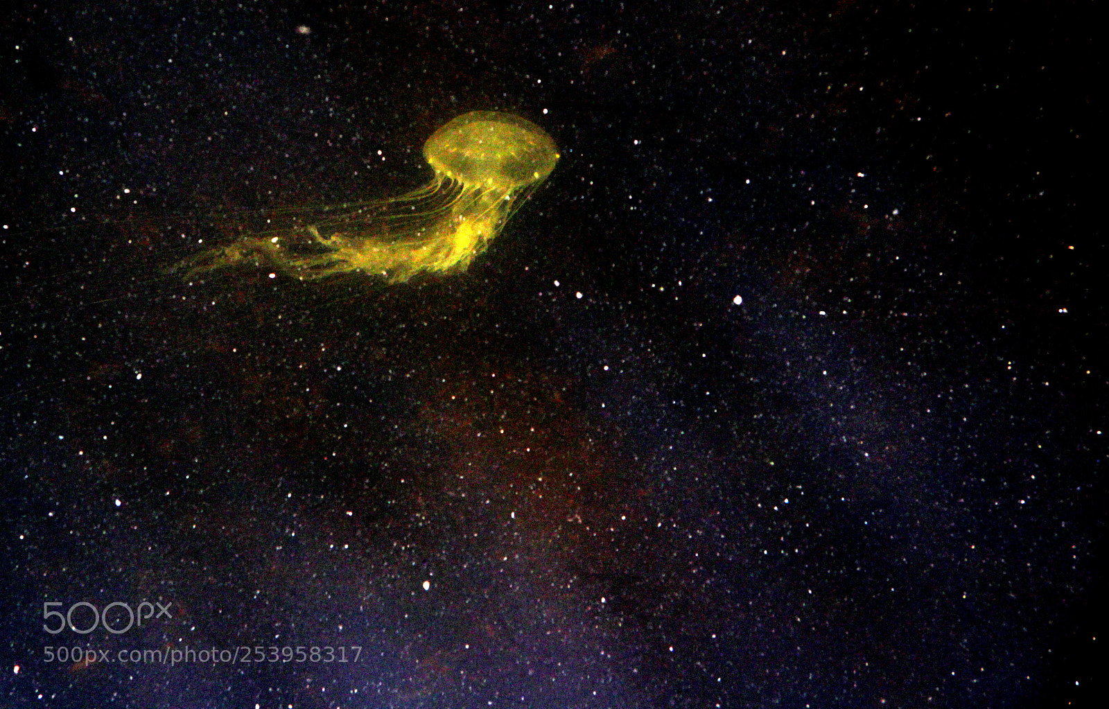 Canon EOS 100D (EOS Rebel SL1 / EOS Kiss X7) sample photo. Jelly fish a photography