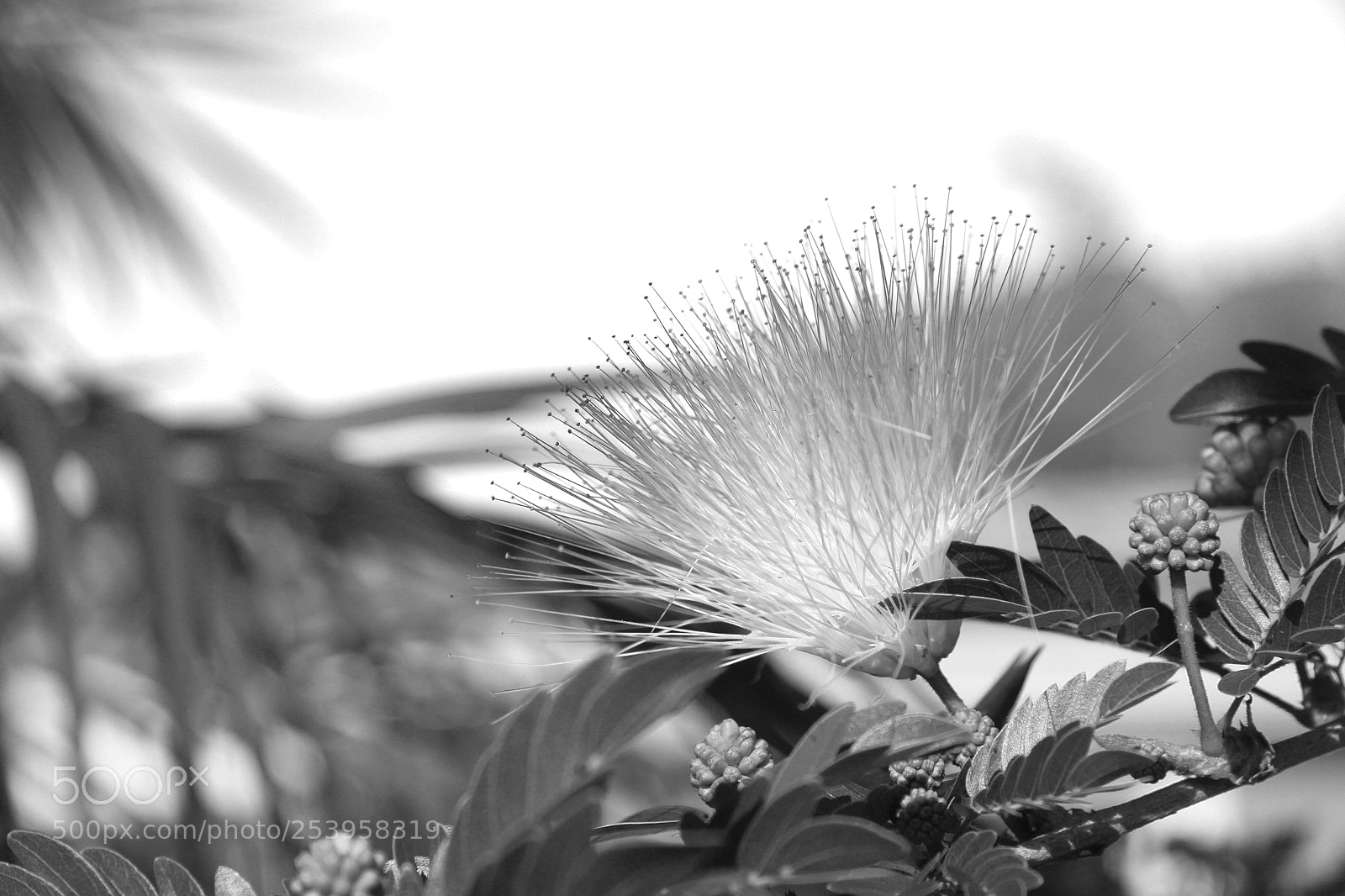 Canon EOS 100D (EOS Rebel SL1 / EOS Kiss X7) sample photo. Puff puff - black photography