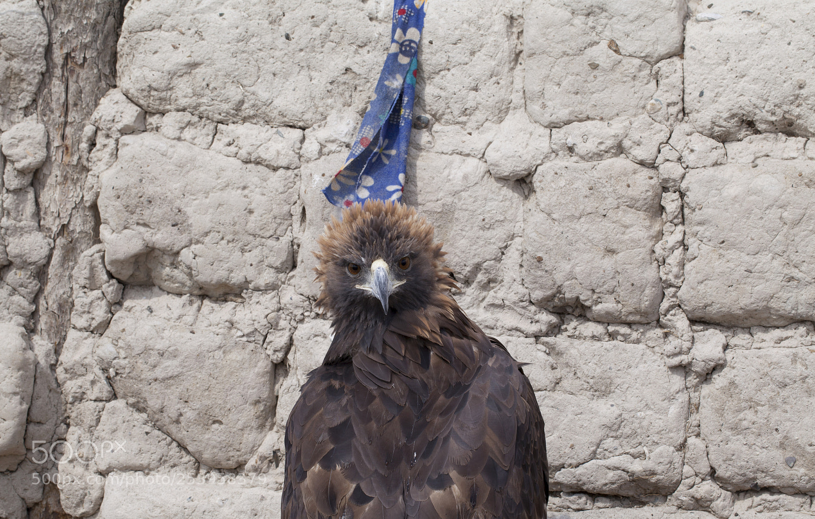 Canon EOS 5D Mark II sample photo. Young golden eagle photography
