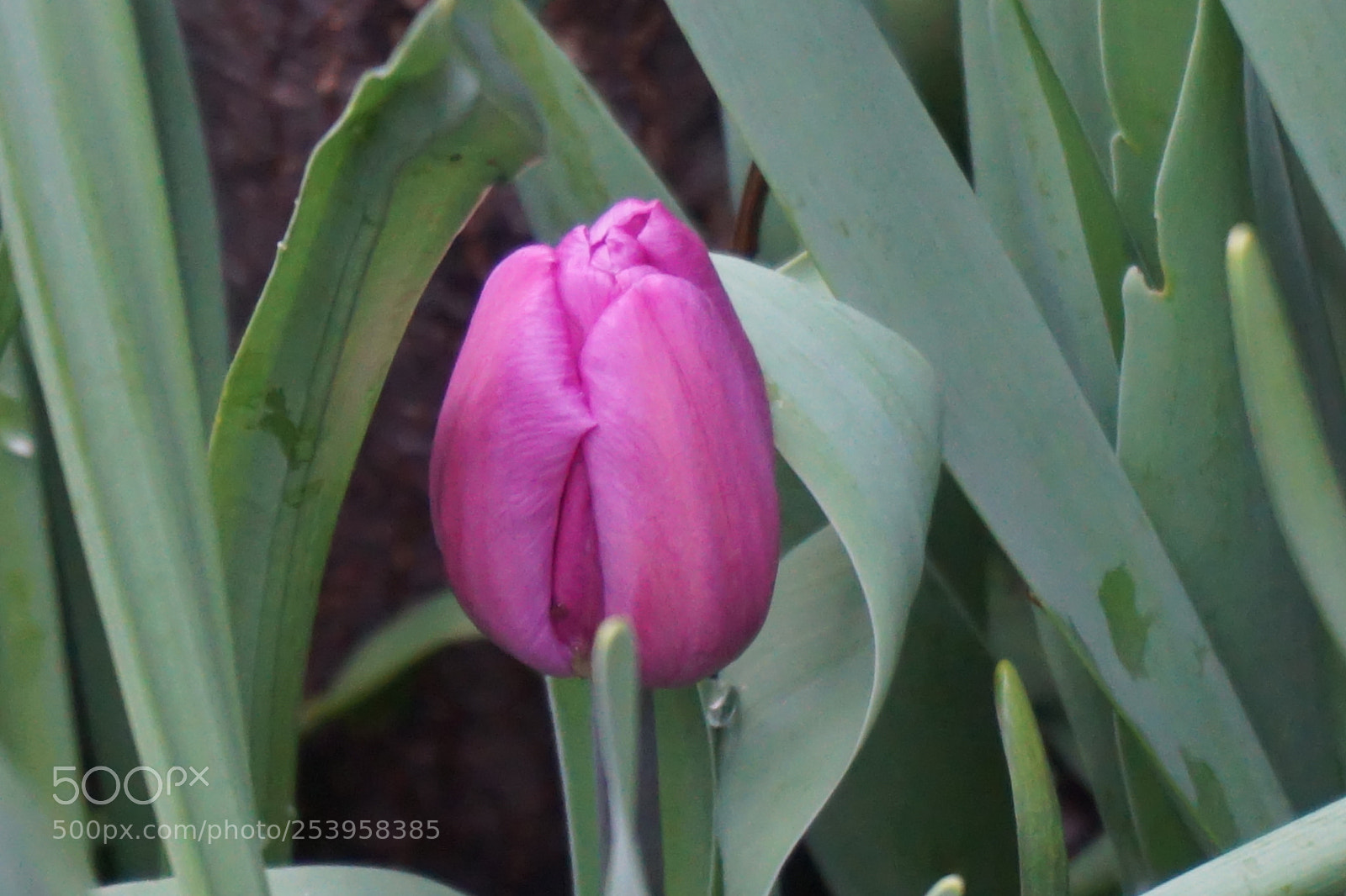 Sony a6000 sample photo. Flower photography