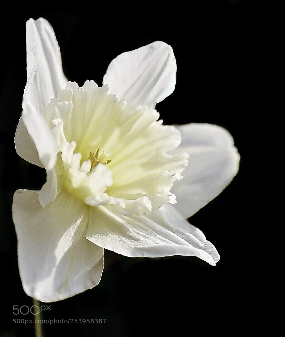 Nikon D5600 sample photo. A hope.. photography