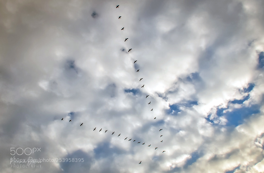 Nikon Df sample photo. Birds flying high photography
