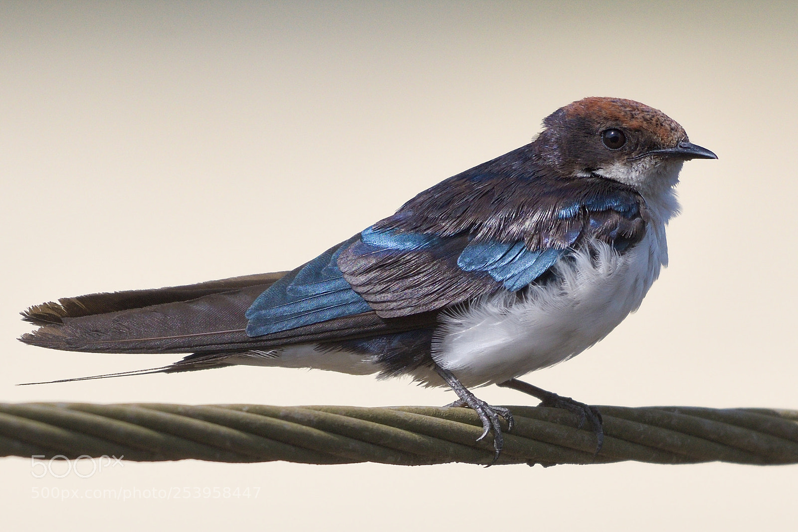 Nikon D500 sample photo. Wire tailed swallow photography
