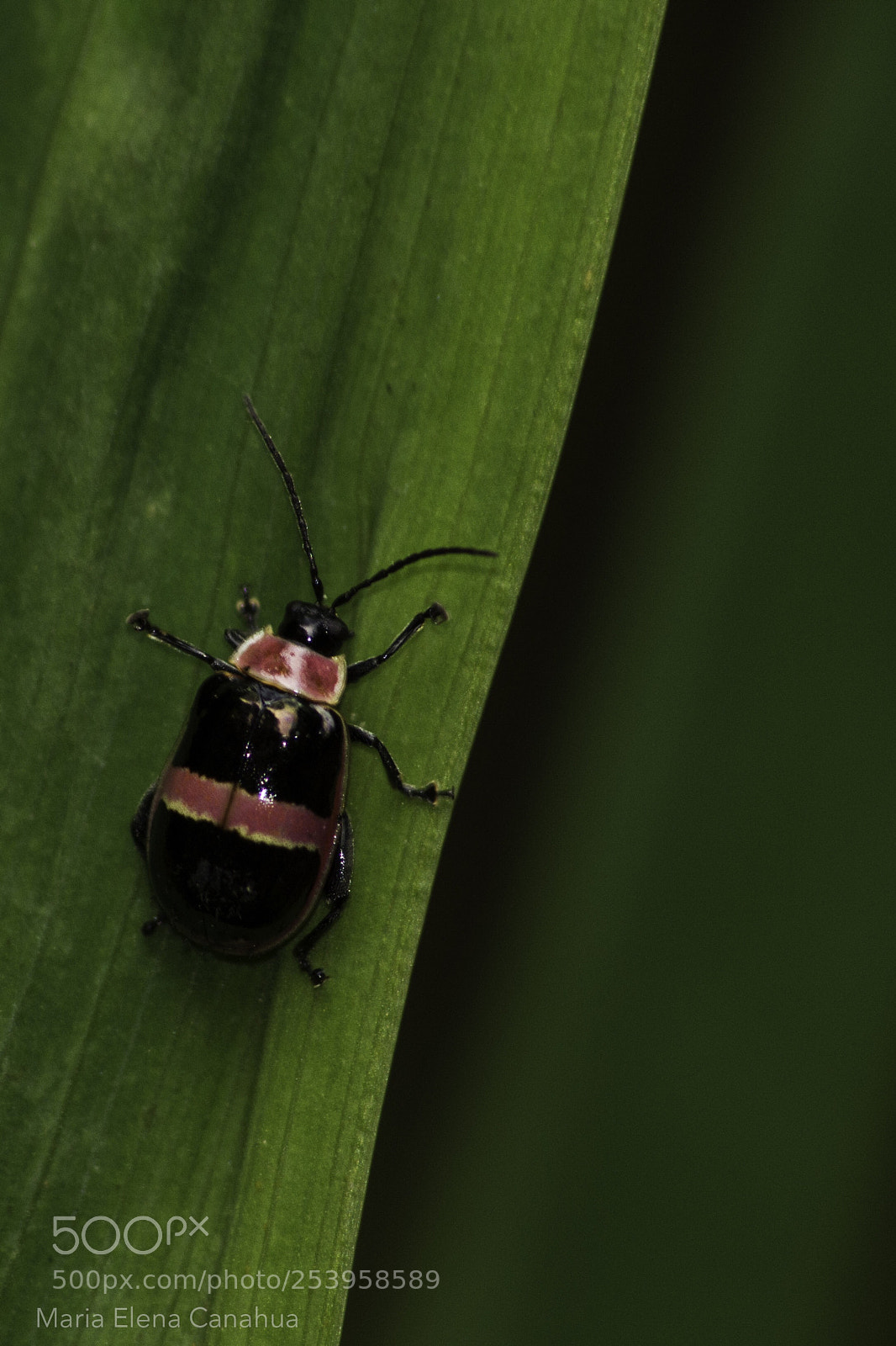 Nikon D5100 sample photo. Bettle pink photography
