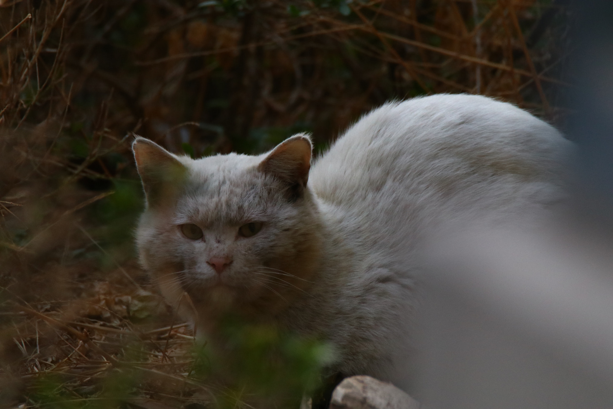 Tamron SP 150-600mm F5-6.3 Di VC USD sample photo. 守候early morning watch photography