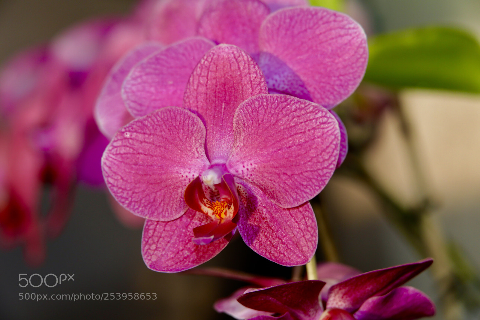 Canon EOS 5D Mark IV sample photo. Untitled photography