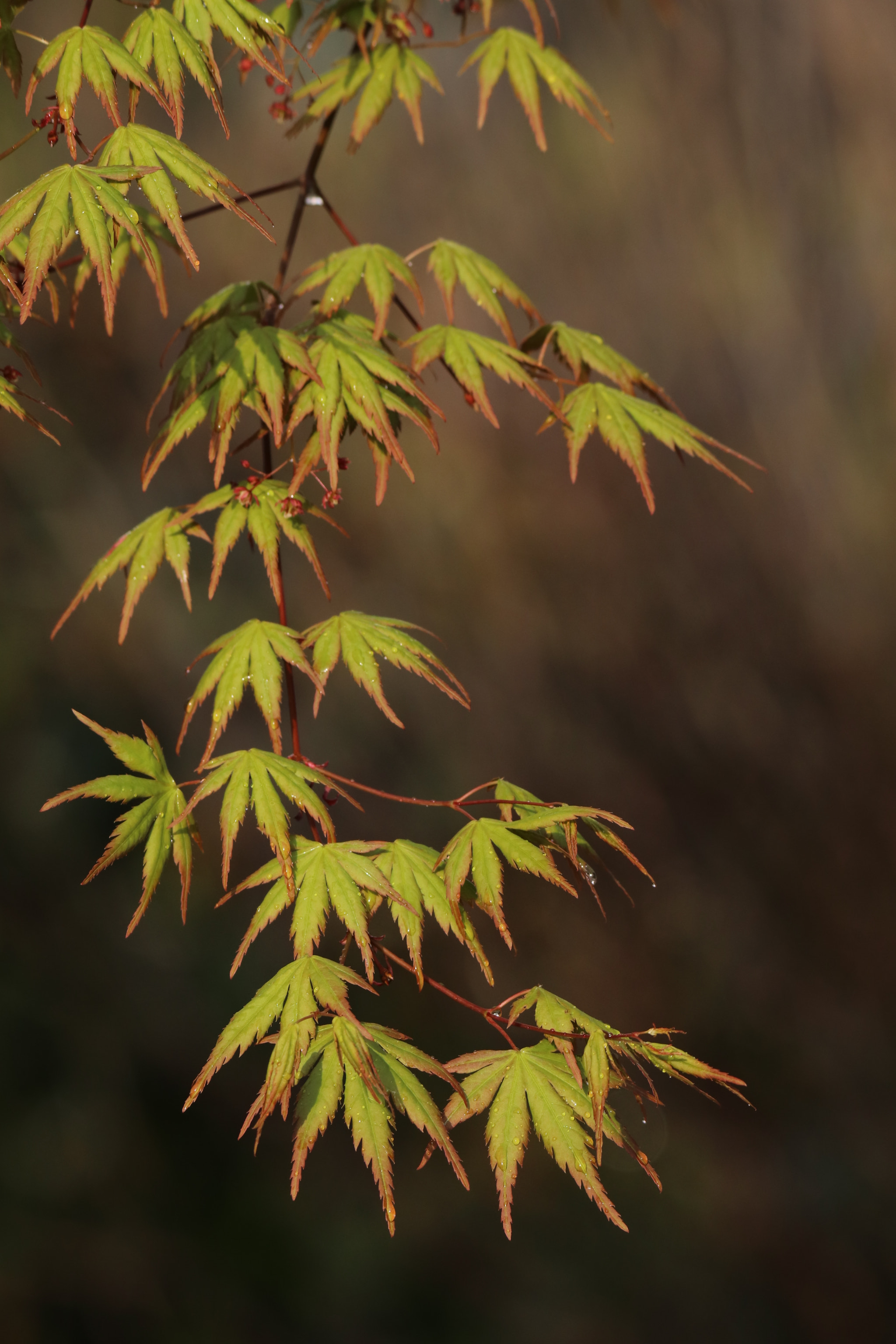Tamron SP 150-600mm F5-6.3 Di VC USD sample photo. 点缀embellishment photography