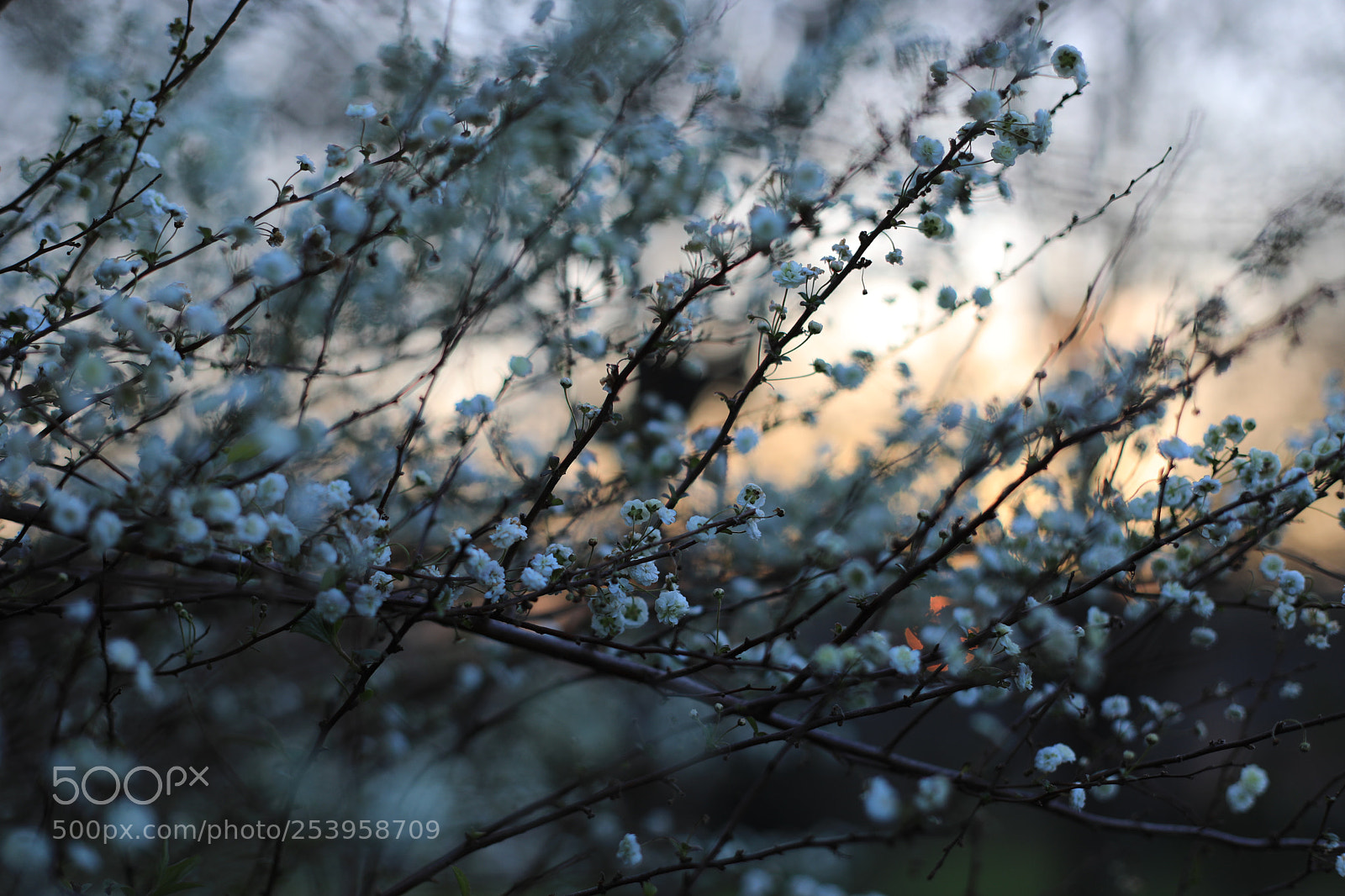 Canon EOS 5D Mark IV sample photo. Ia photography