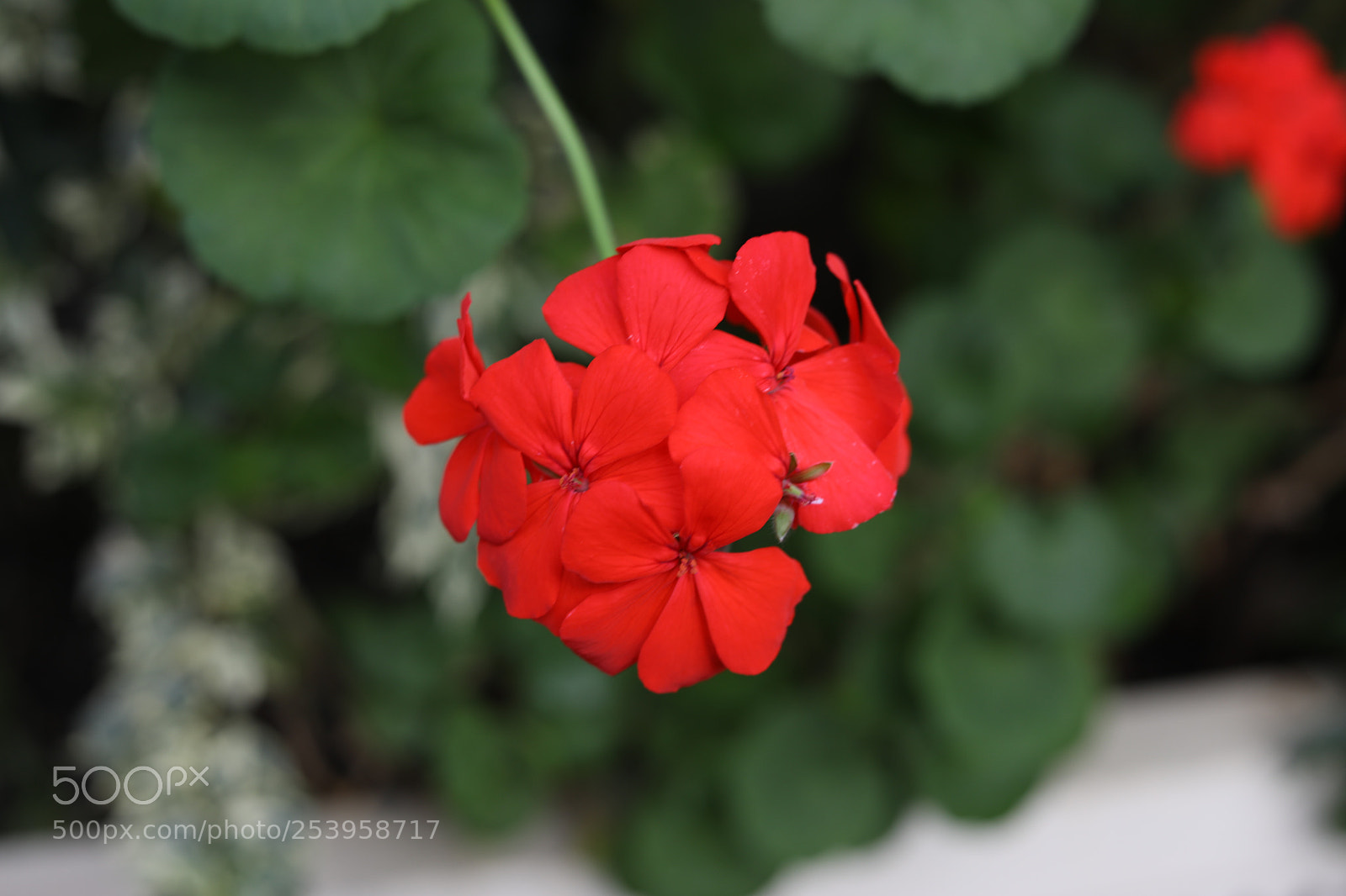 Canon EOS 5D Mark IV sample photo. Ia photography