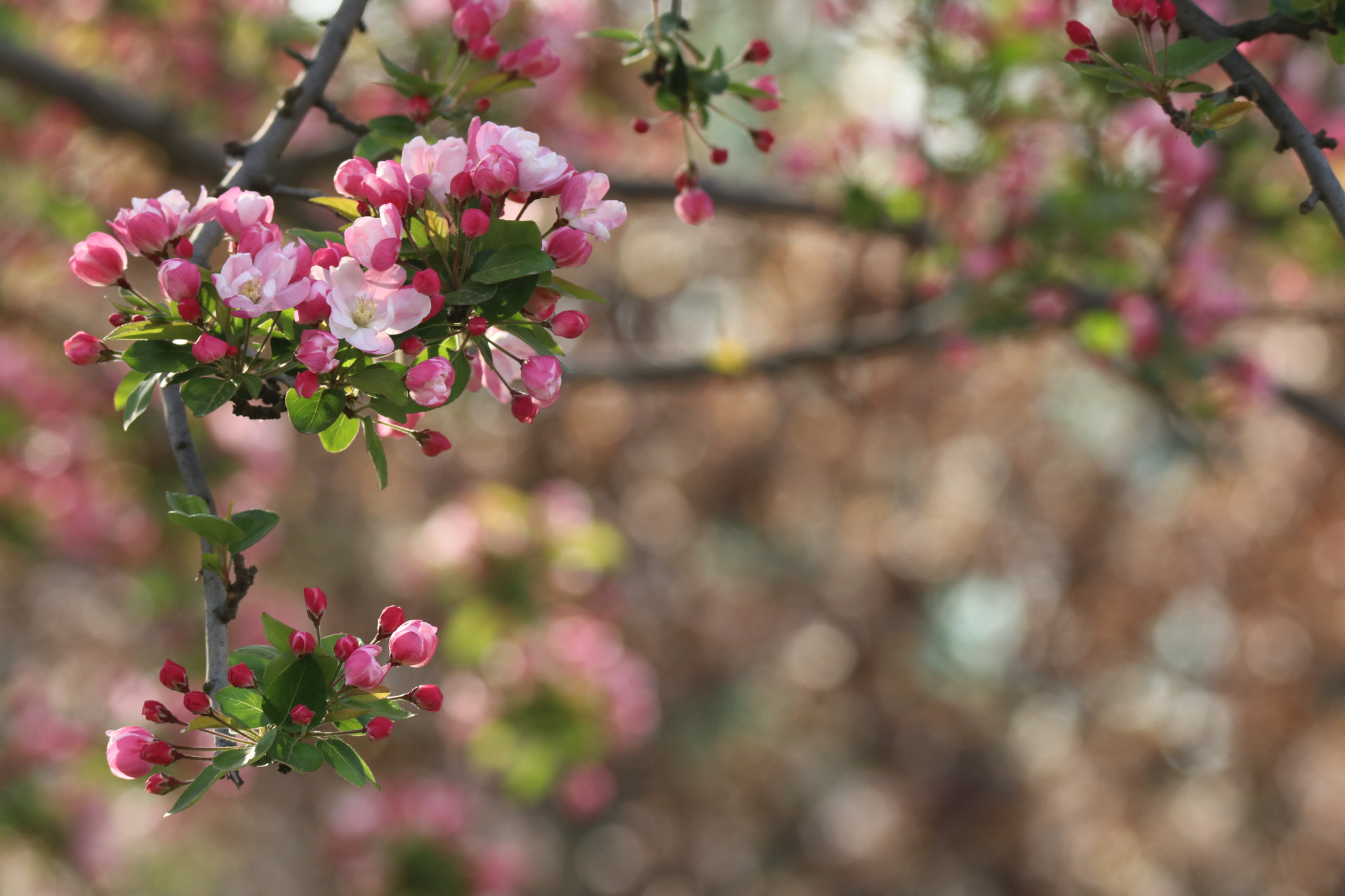 Tamron SP 150-600mm F5-6.3 Di VC USD sample photo. 花的海洋the sea of flowers photography