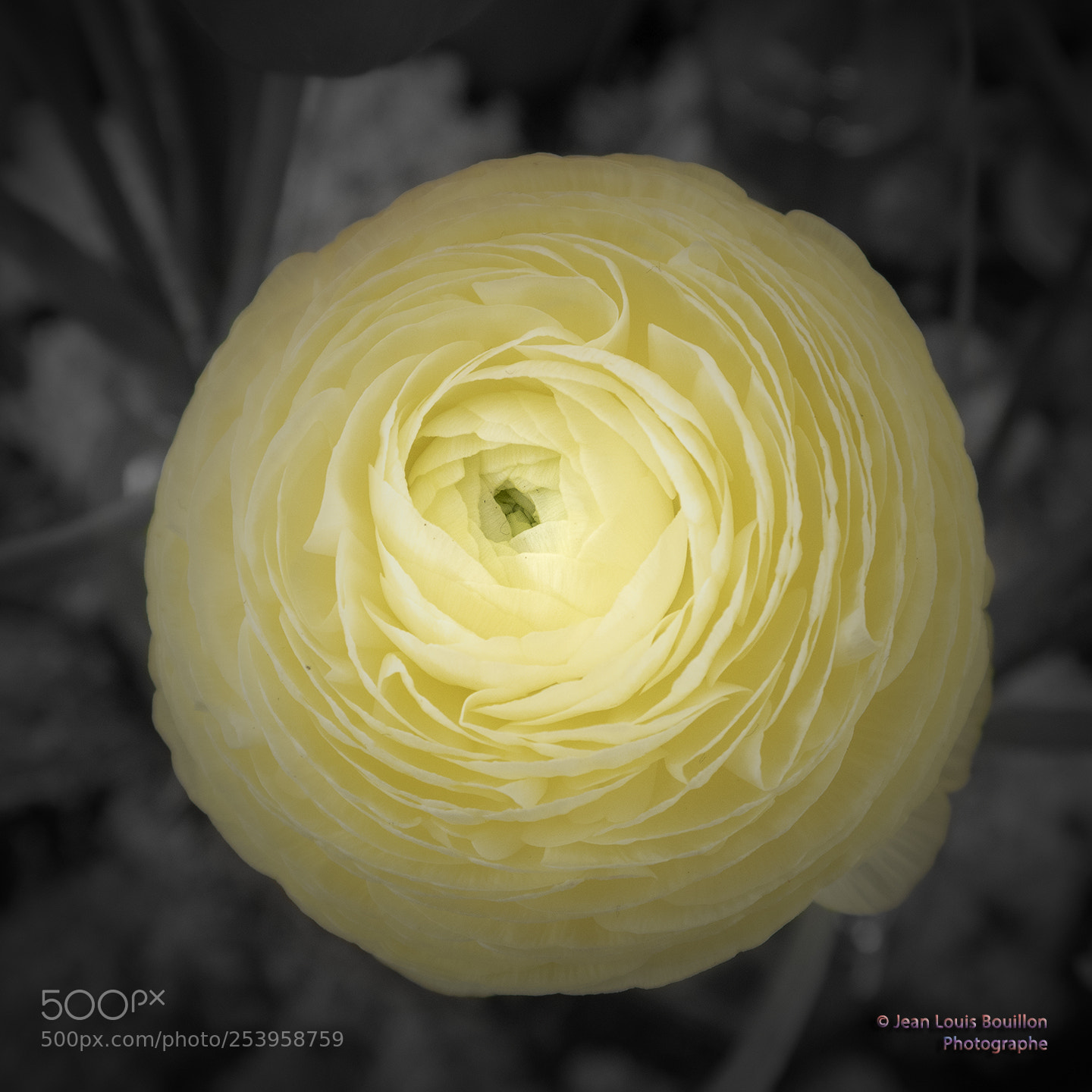 Canon PowerShot G7 X Mark II sample photo. Unknown yellow flower photography