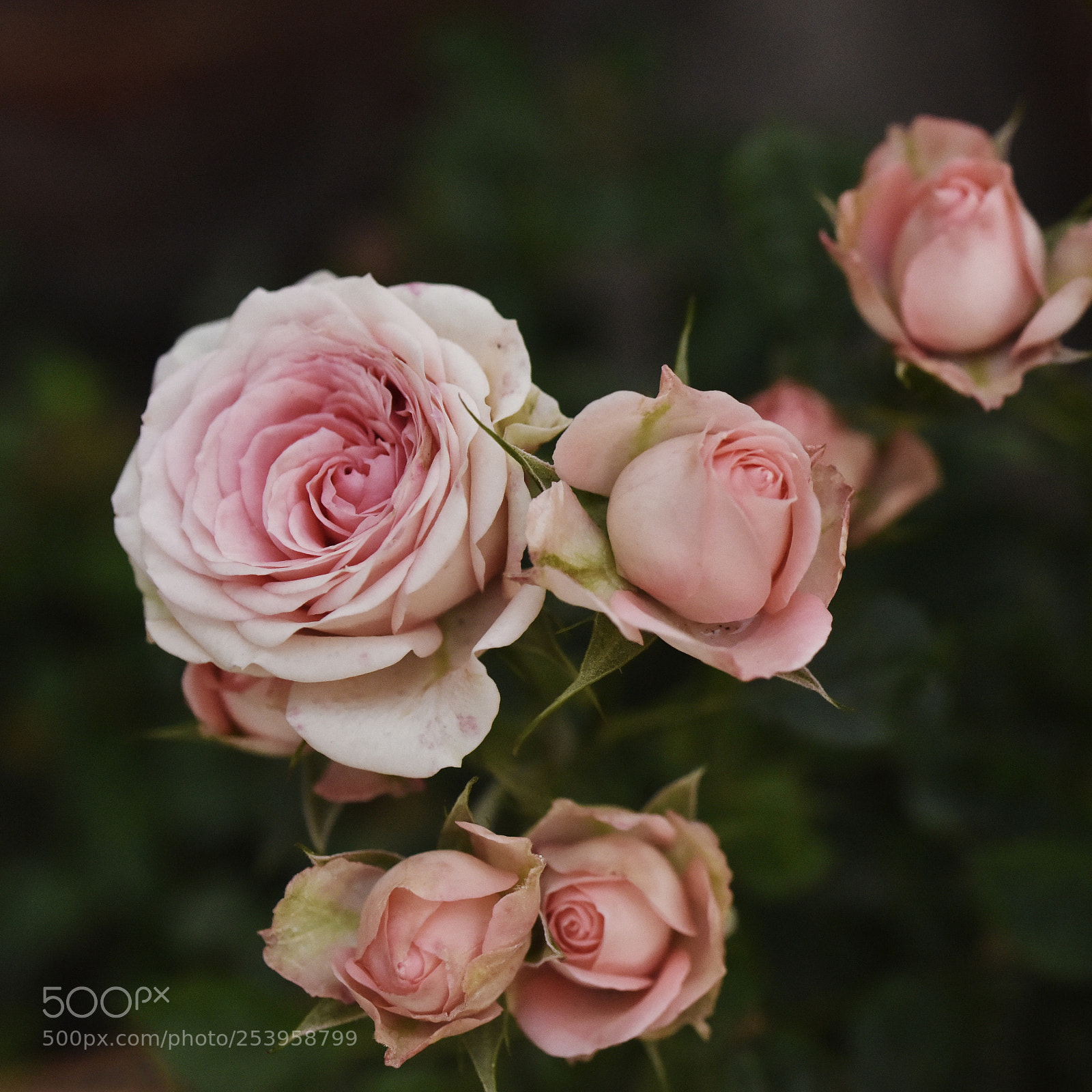 Nikon D810 sample photo. Chinese rose photography