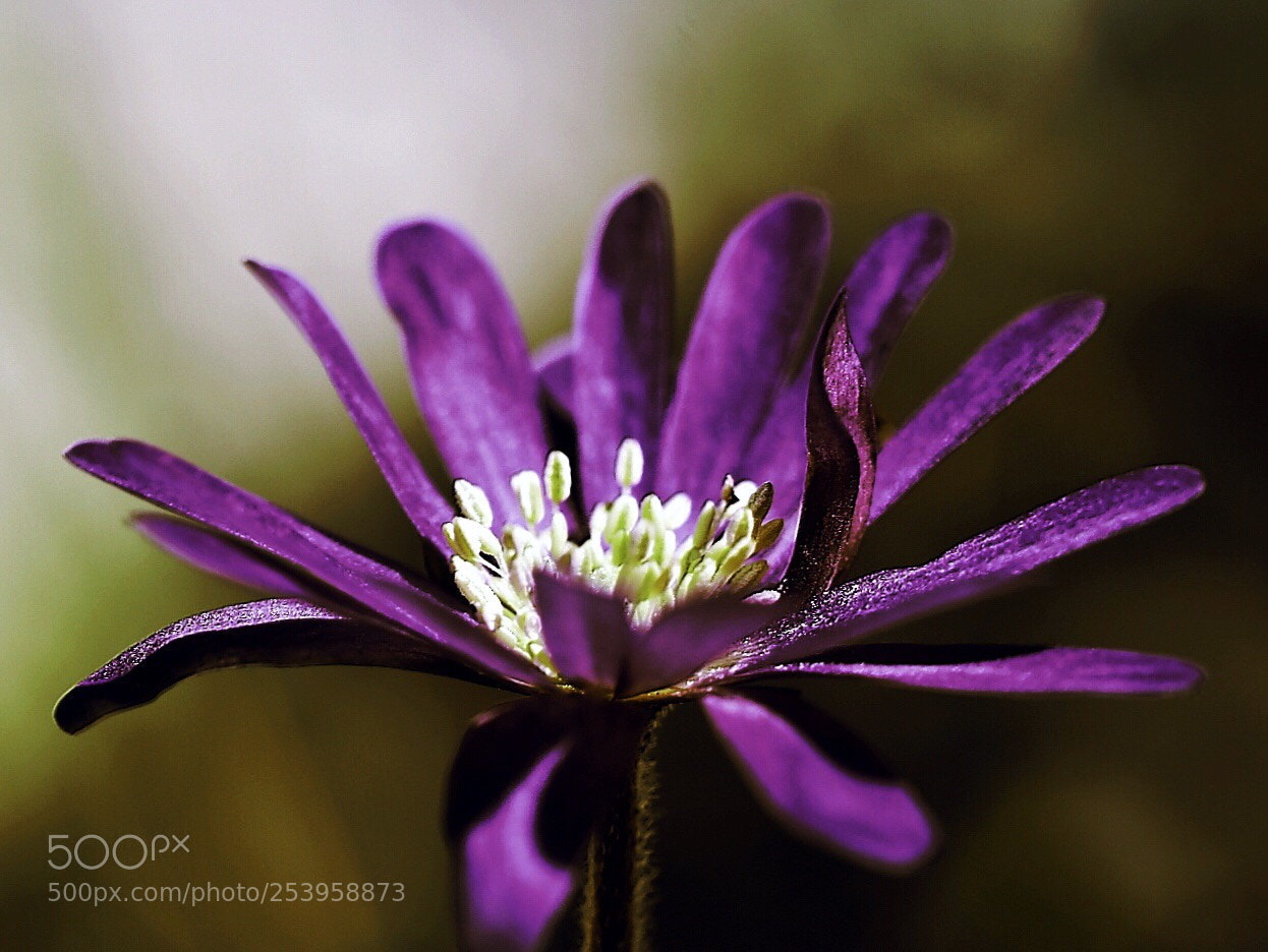 Nikon D5600 sample photo. Winter windflower  photography
