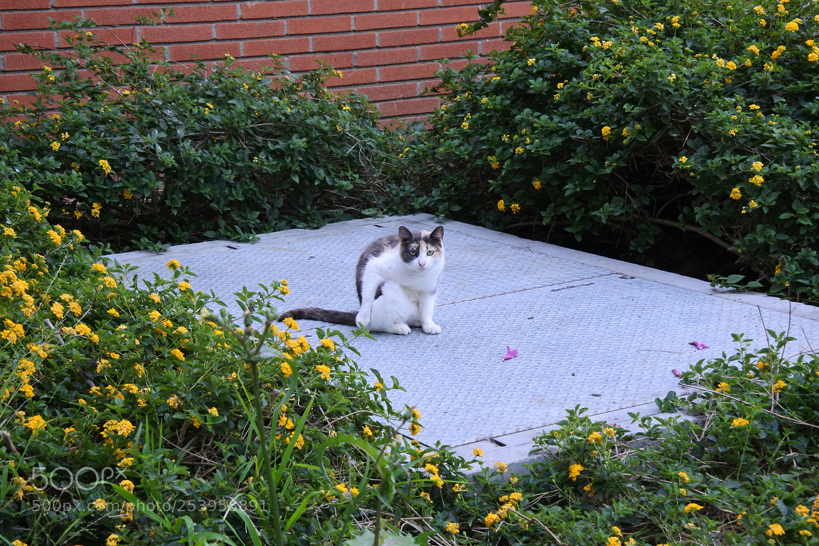 Nikon 1 J5 sample photo. Cat at school photography