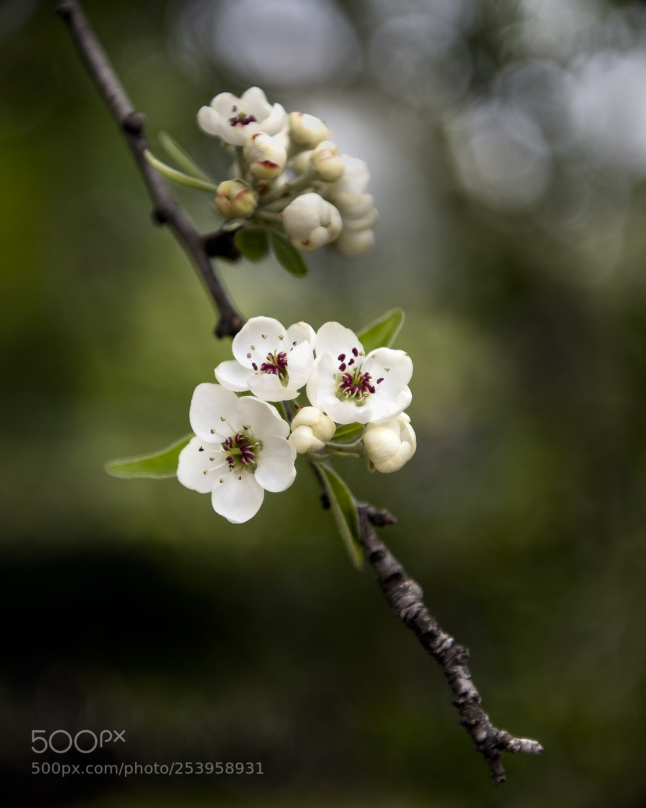 Nikon D810 sample photo. Apple blossom photography