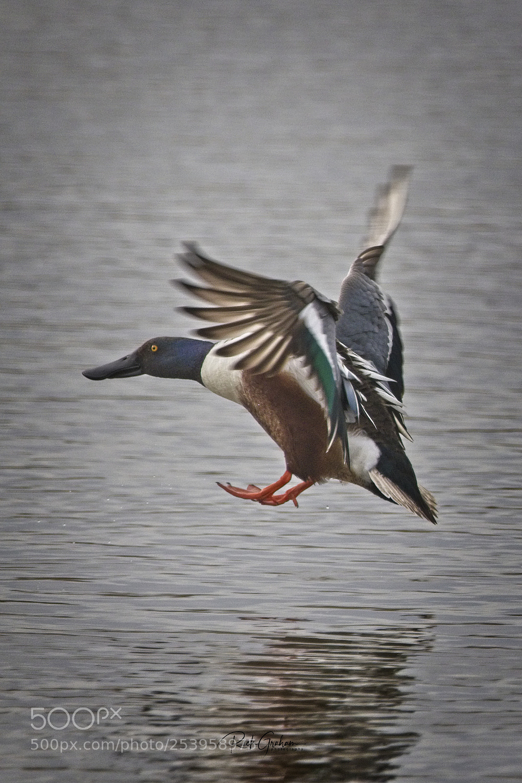 Canon EOS 80D sample photo. Northern shoveler photography