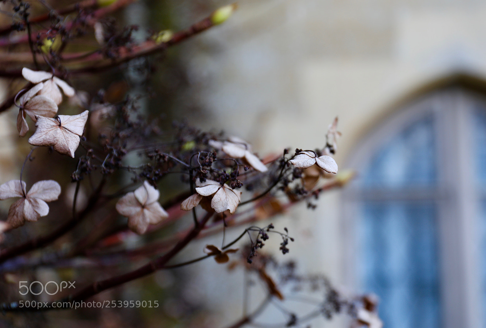 Canon EOS 5D Mark IV sample photo. Branch at the abbey photography