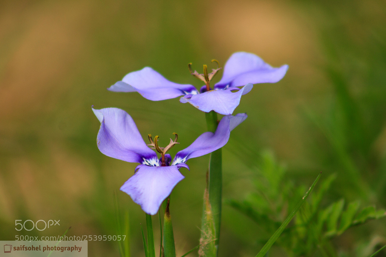Canon EOS 7D sample photo. Img photography