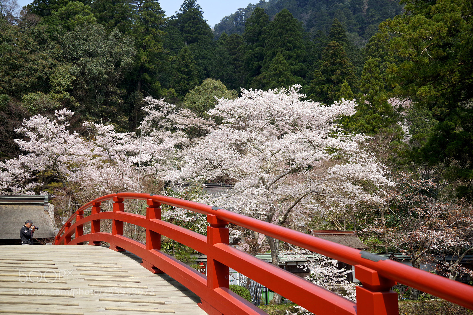 Pentax K-1 sample photo. Bridge in spring photography