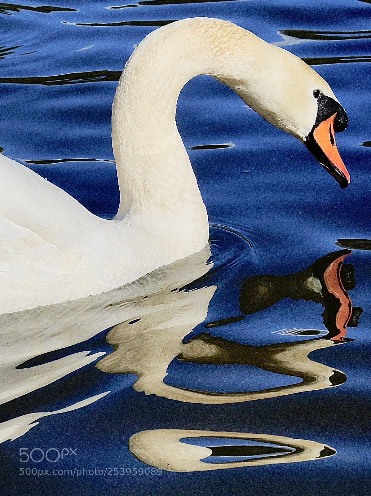 Sony Alpha NEX-6 sample photo. Swan swimming photography