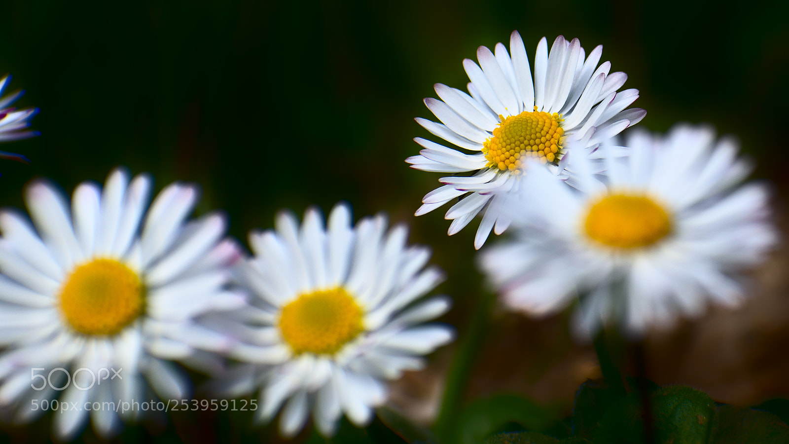 Nikon D5600 sample photo. Daisy photography