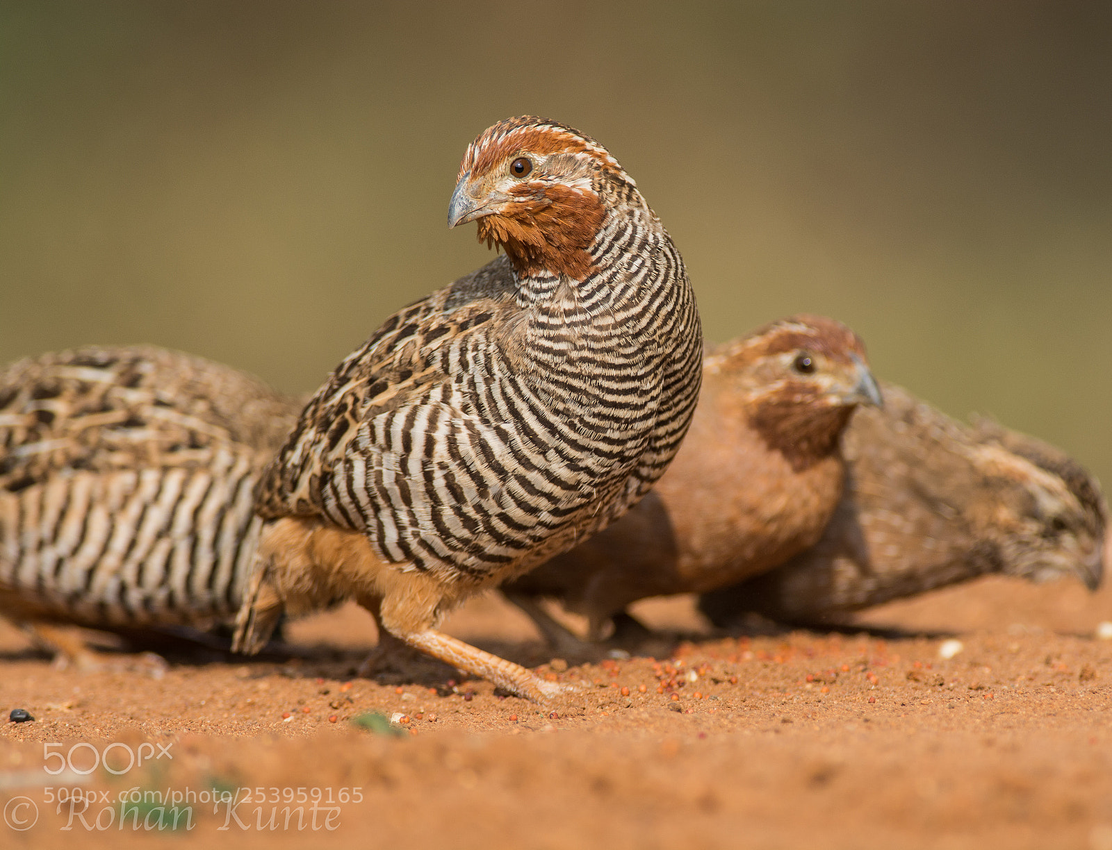 Nikon D7100 sample photo. Jungle bush quail photography